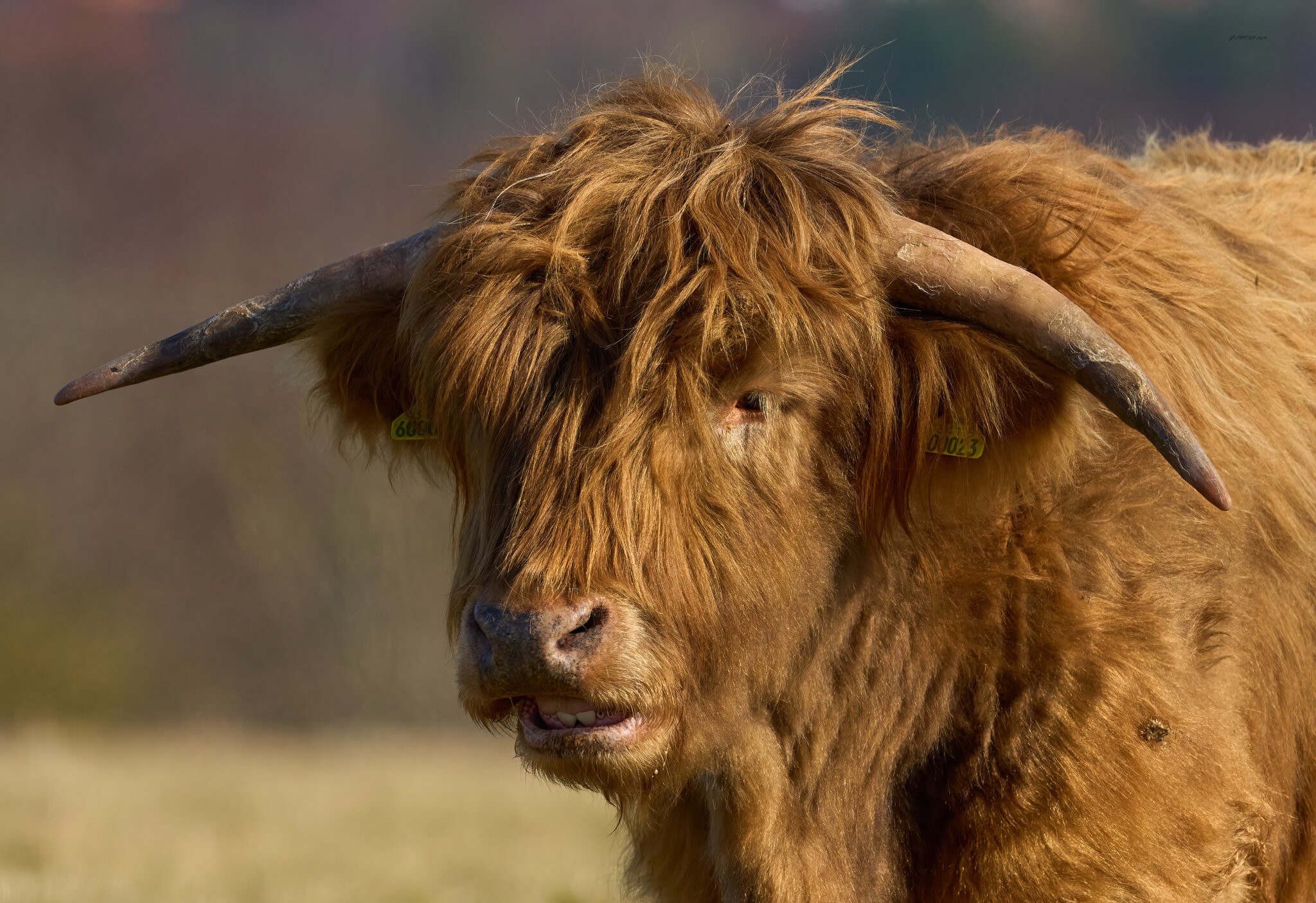 highland cow 2025 2.jpg