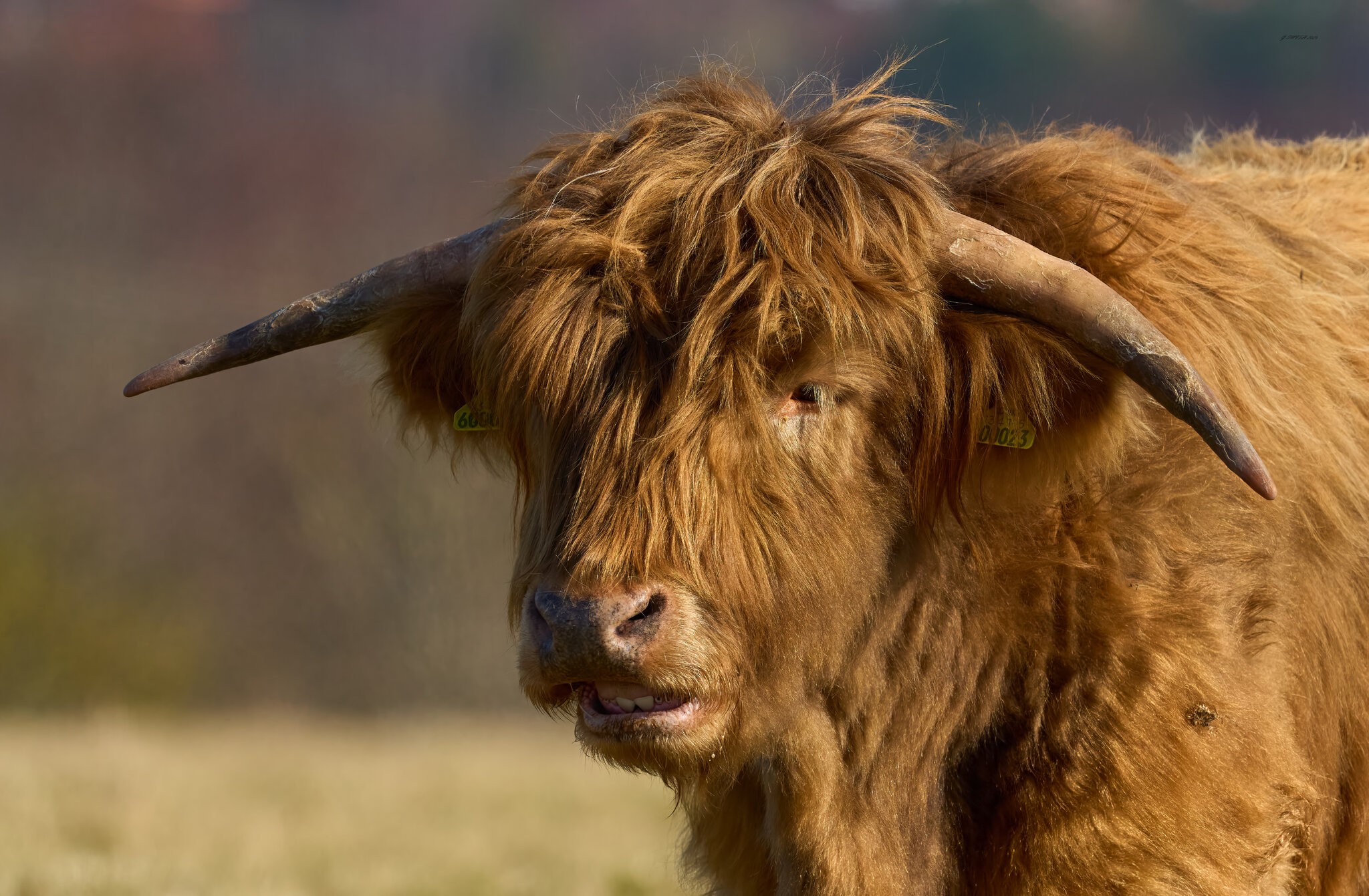 highland cow 2025.jpg