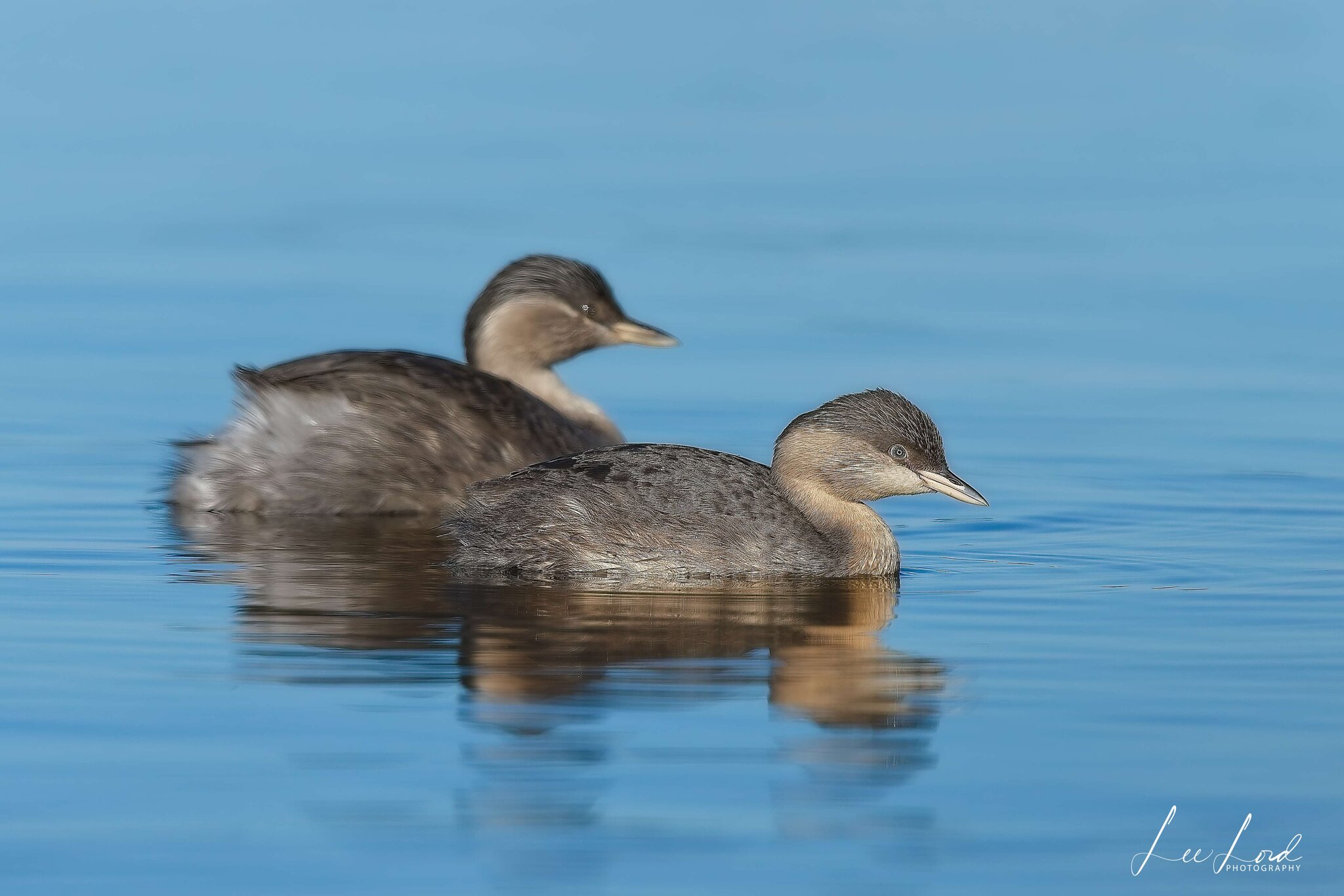 Hoary-headed Grebe