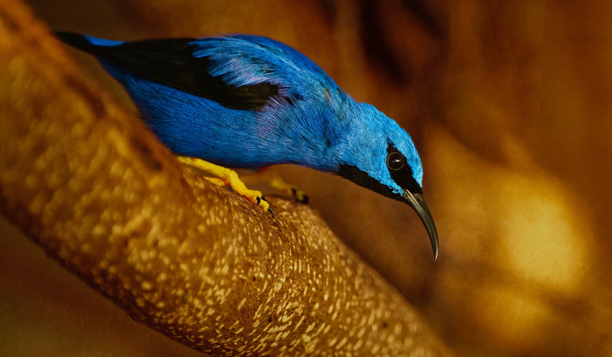 Honey Treecreeper.jpg