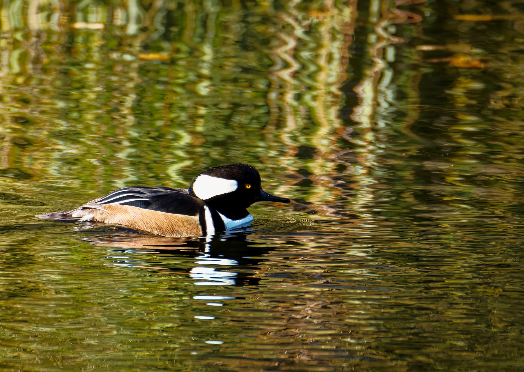 Hooded Merganser Male on the Loose.jpeg