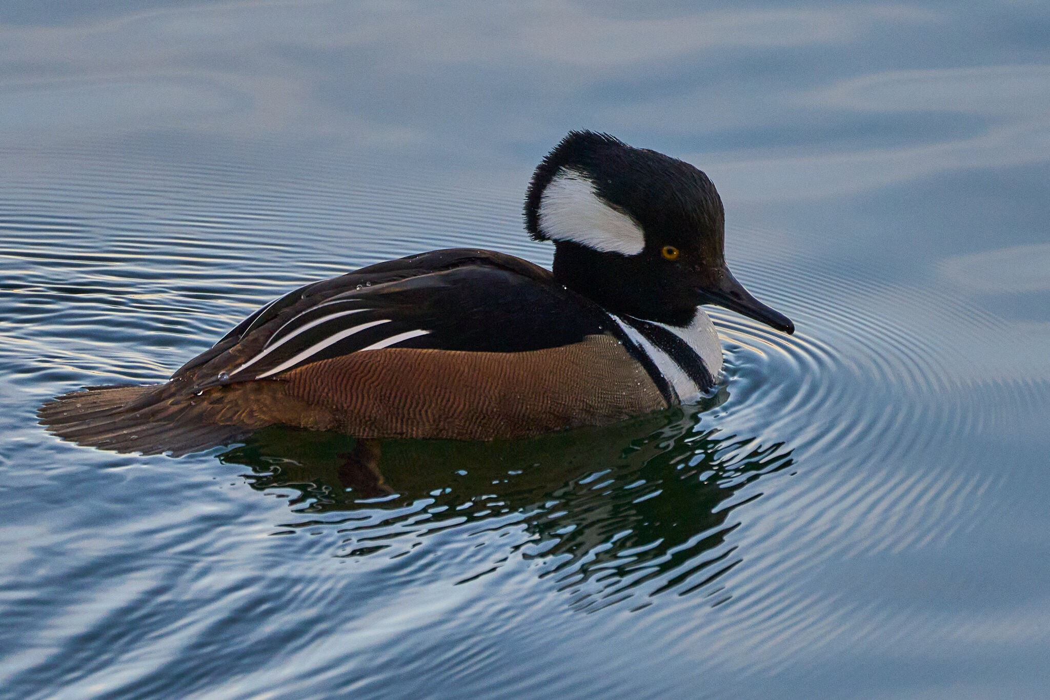 Hooded Merganser - NYC - 12282022 - 07.jpg