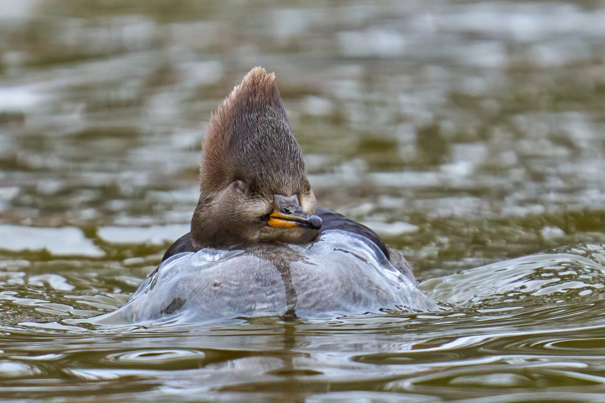 Hooded Merganser - Silver Lake - 01222023 - 07-DN.jpg