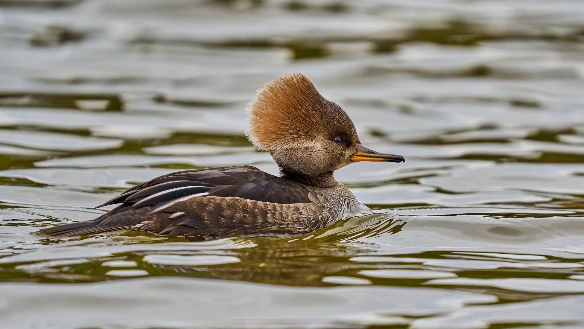 Hooded Merganser - Silver Lake - 01222023 - 14-DN.jpg