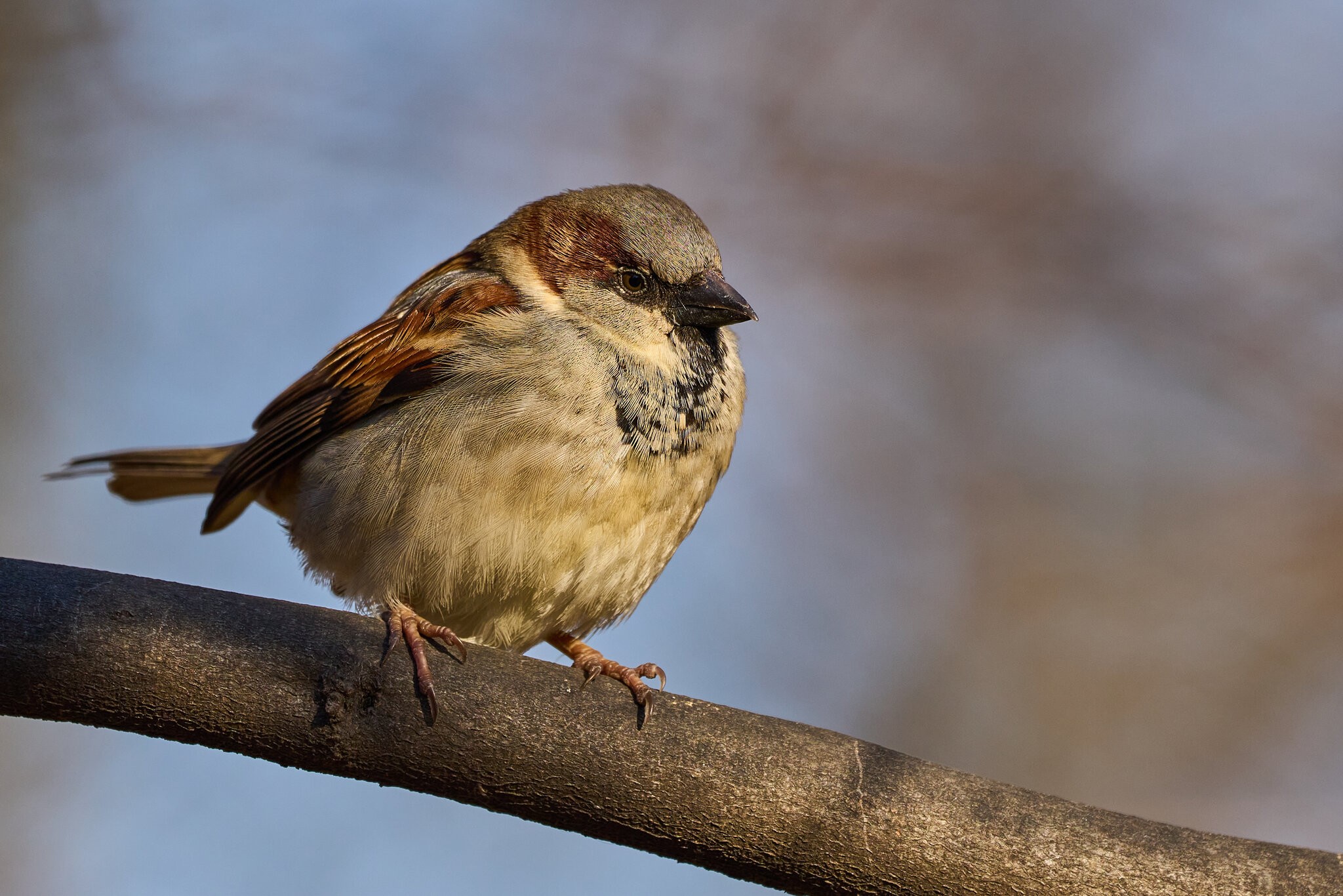 House Sparrow - NYC - 12282022 - 05.jpg