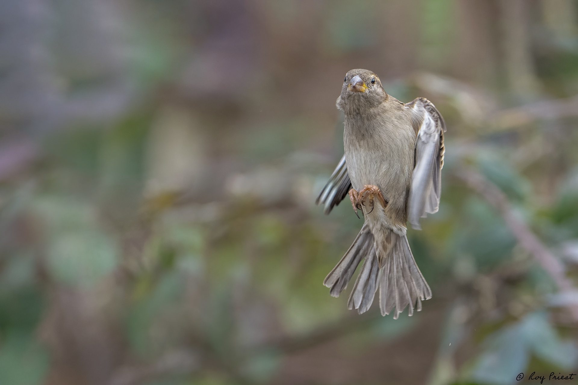 House-Sparrow-ROY-1A-6492-ARW.jpg