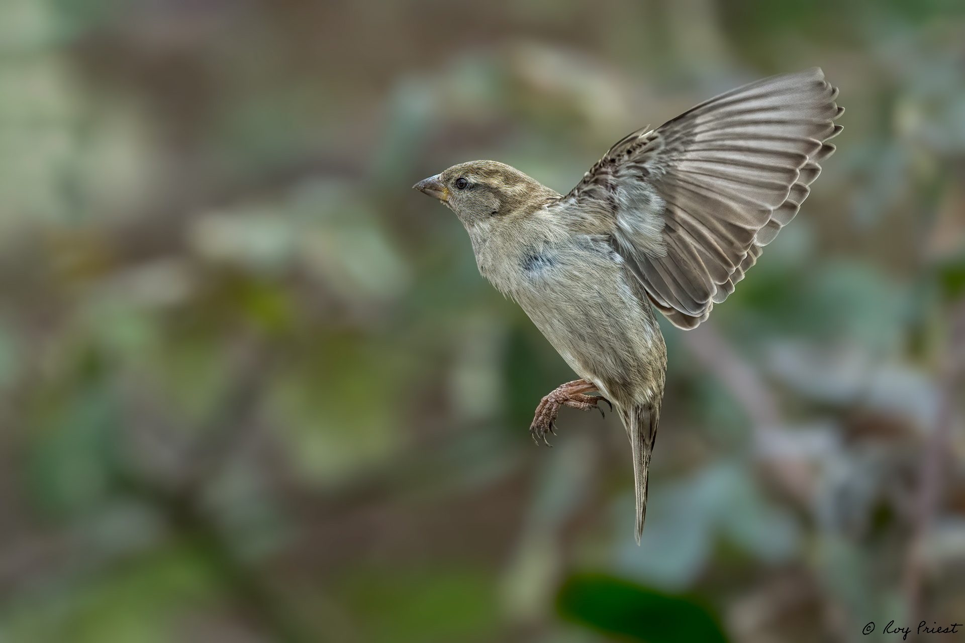 House-Sparrow-ROY-1A-6852.jpg