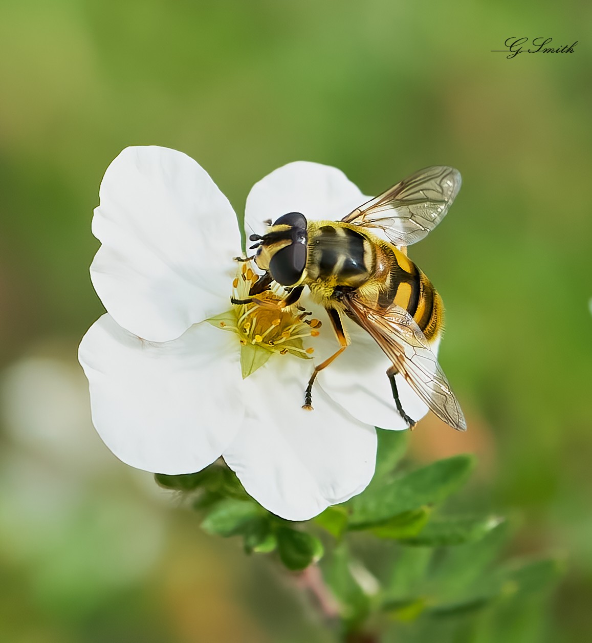 hoverfly  2022  1.jpg