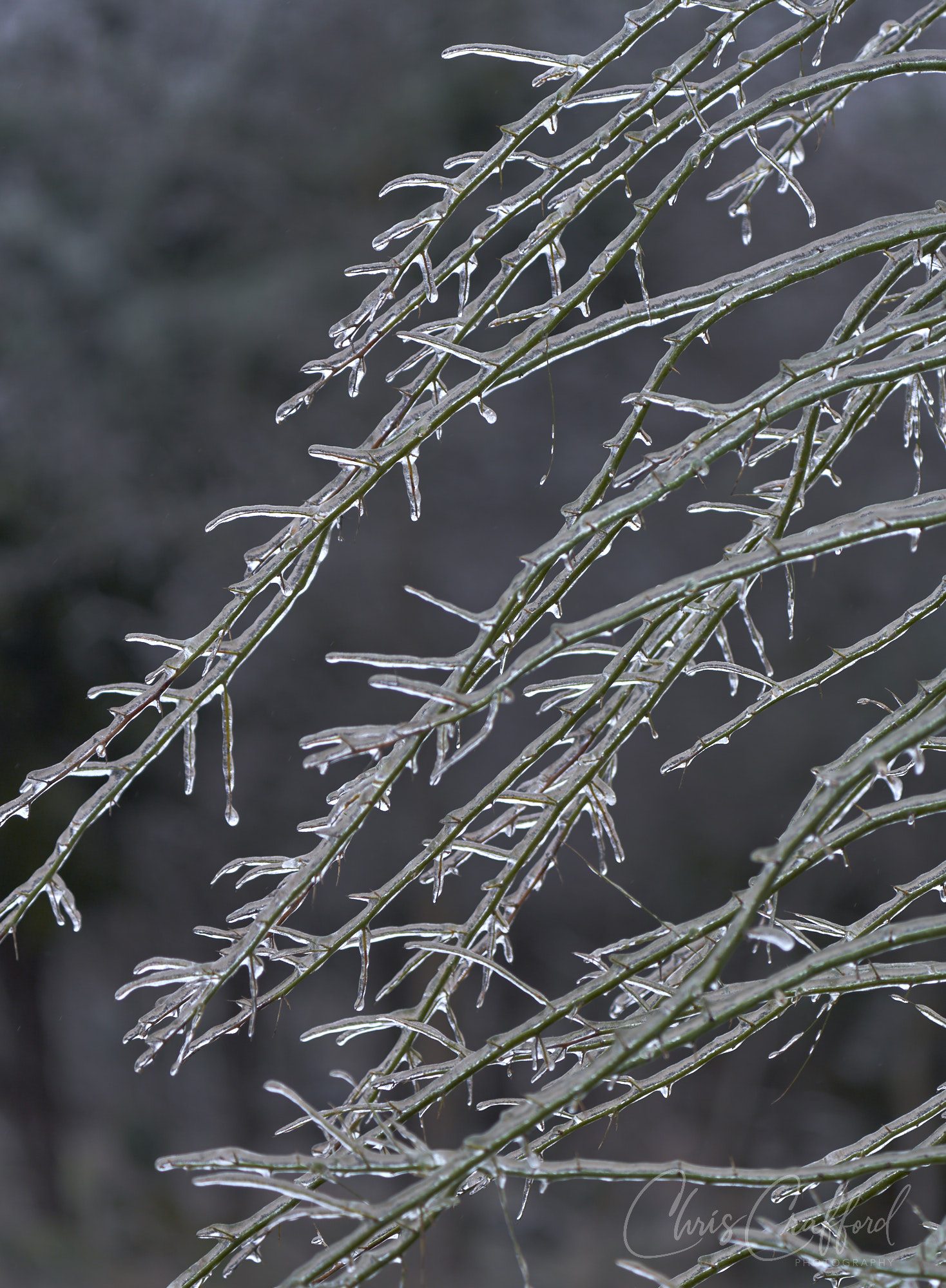 Iced tree patterns