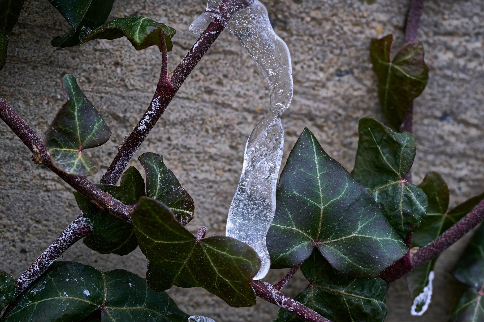 Icicle - Home - 01212025 - 03.jpg