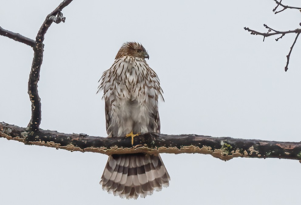 Immature Coopers Hawk.jpg