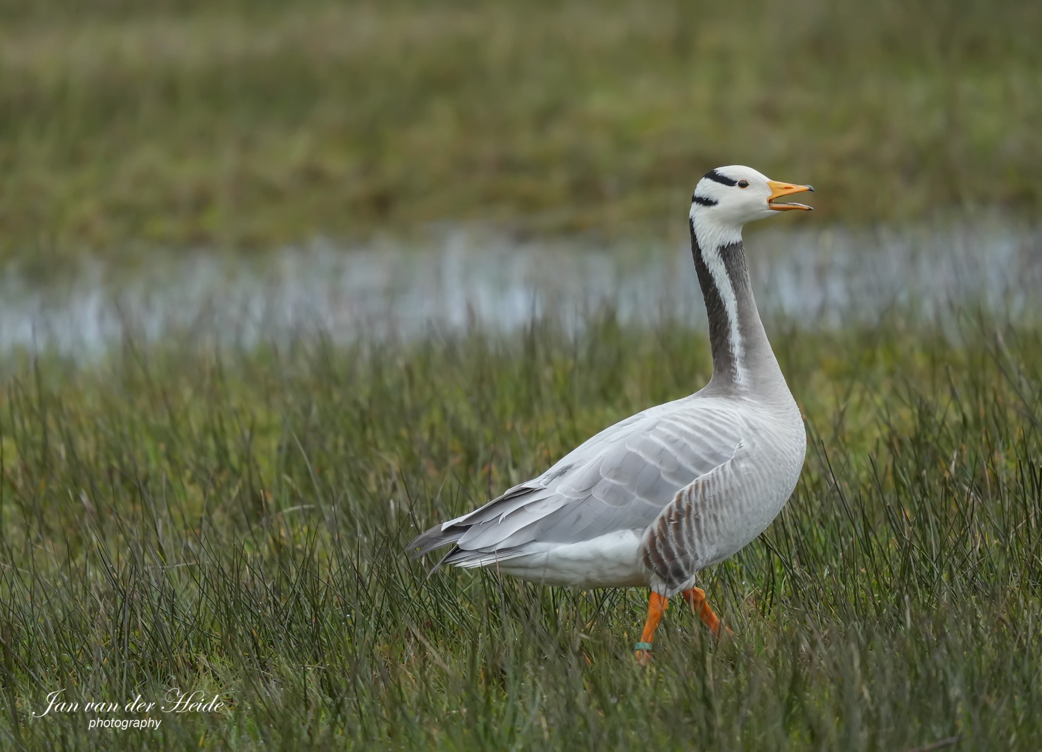 Indische gans10.jpg