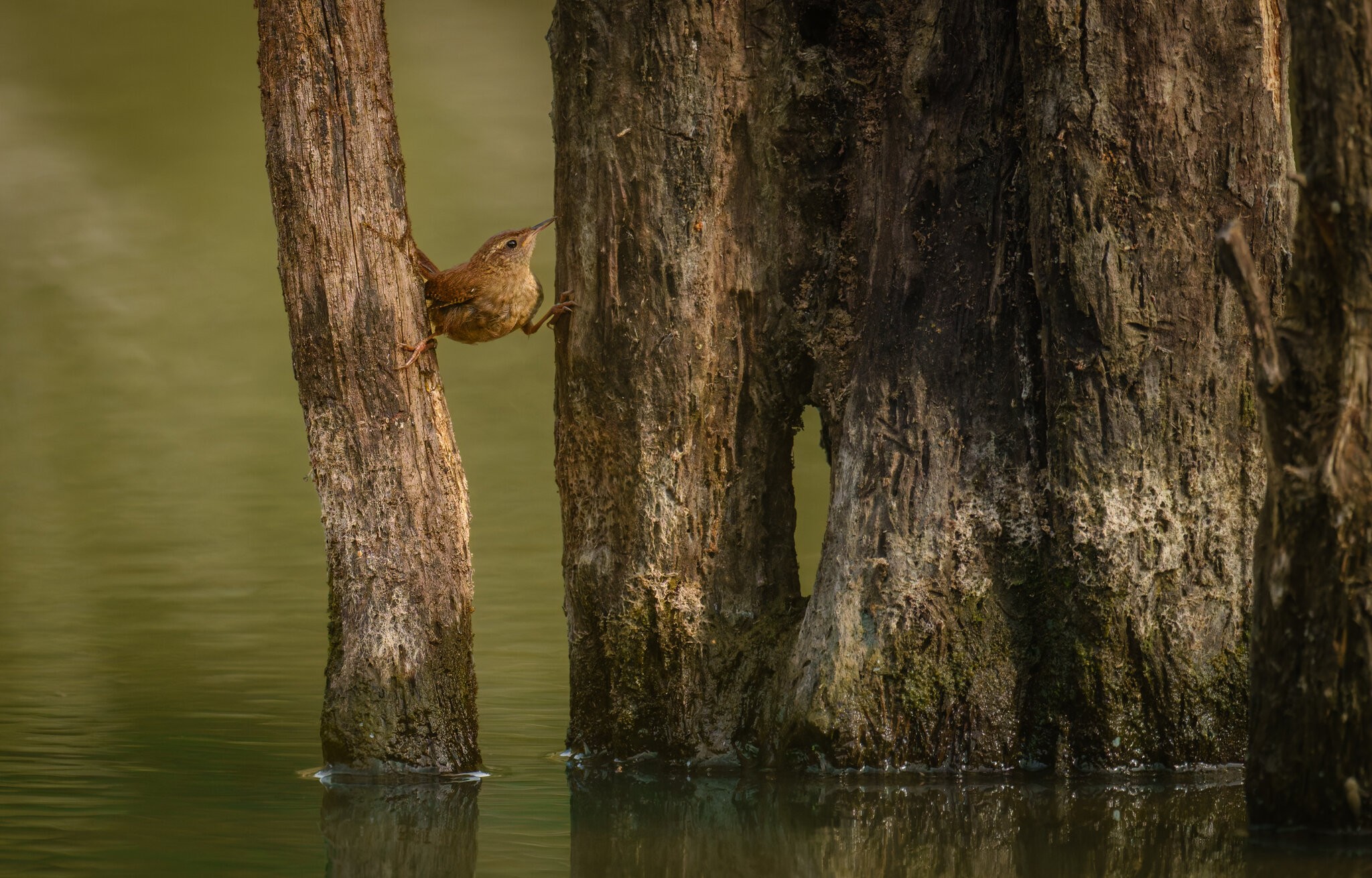 Jenny Wren  (1 of 1).jpg