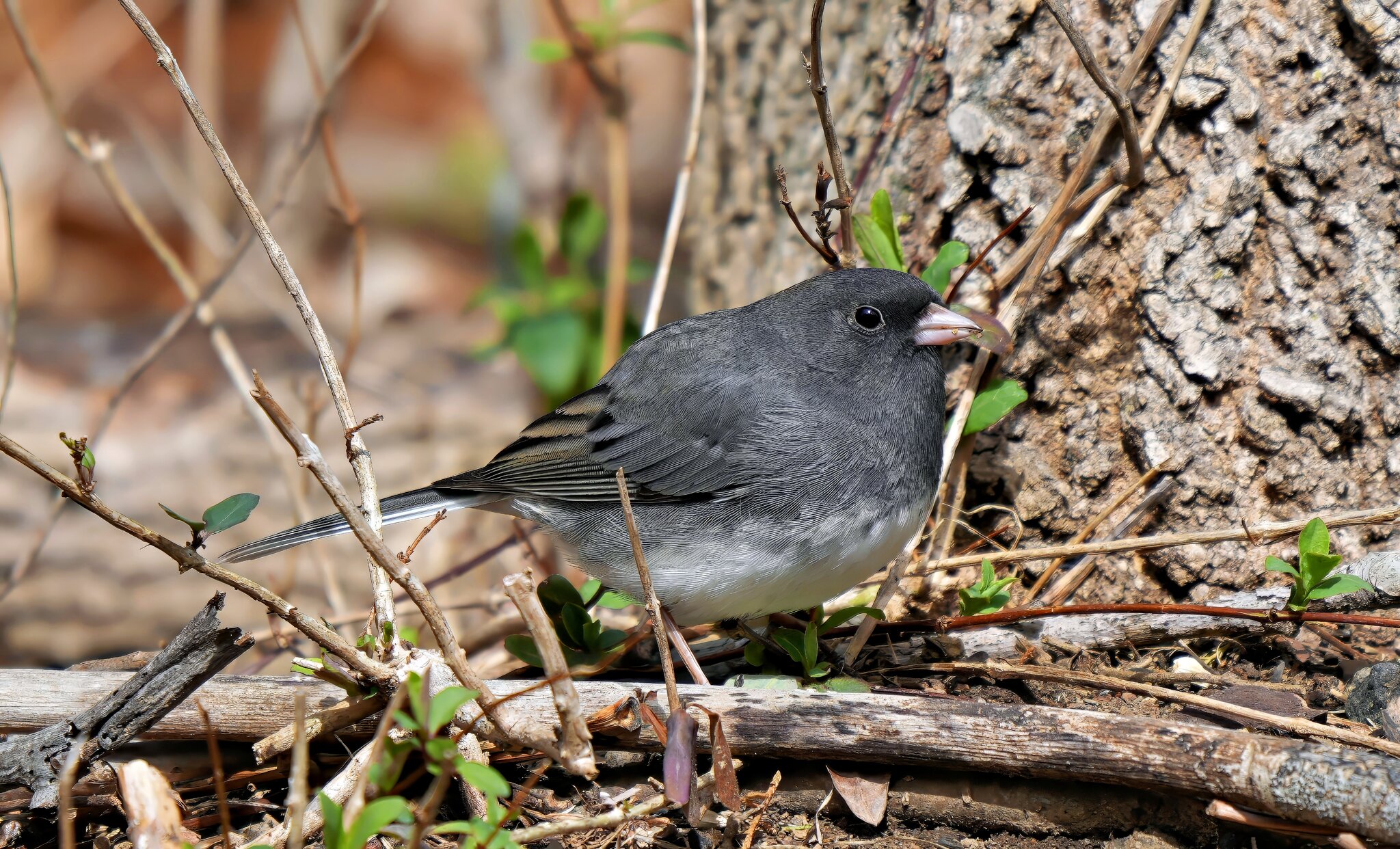 Junco CAM.jpg