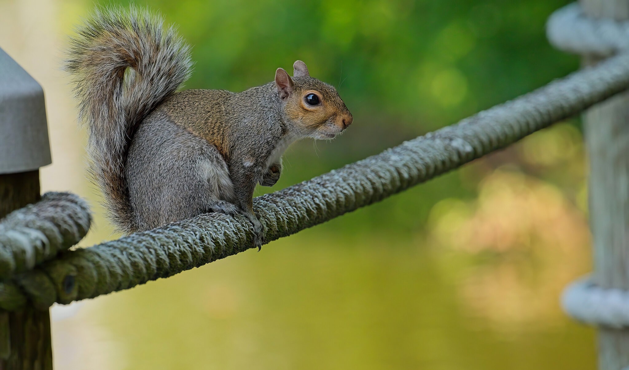 Just Hanging Out on the Boardwalk Rope.jpeg