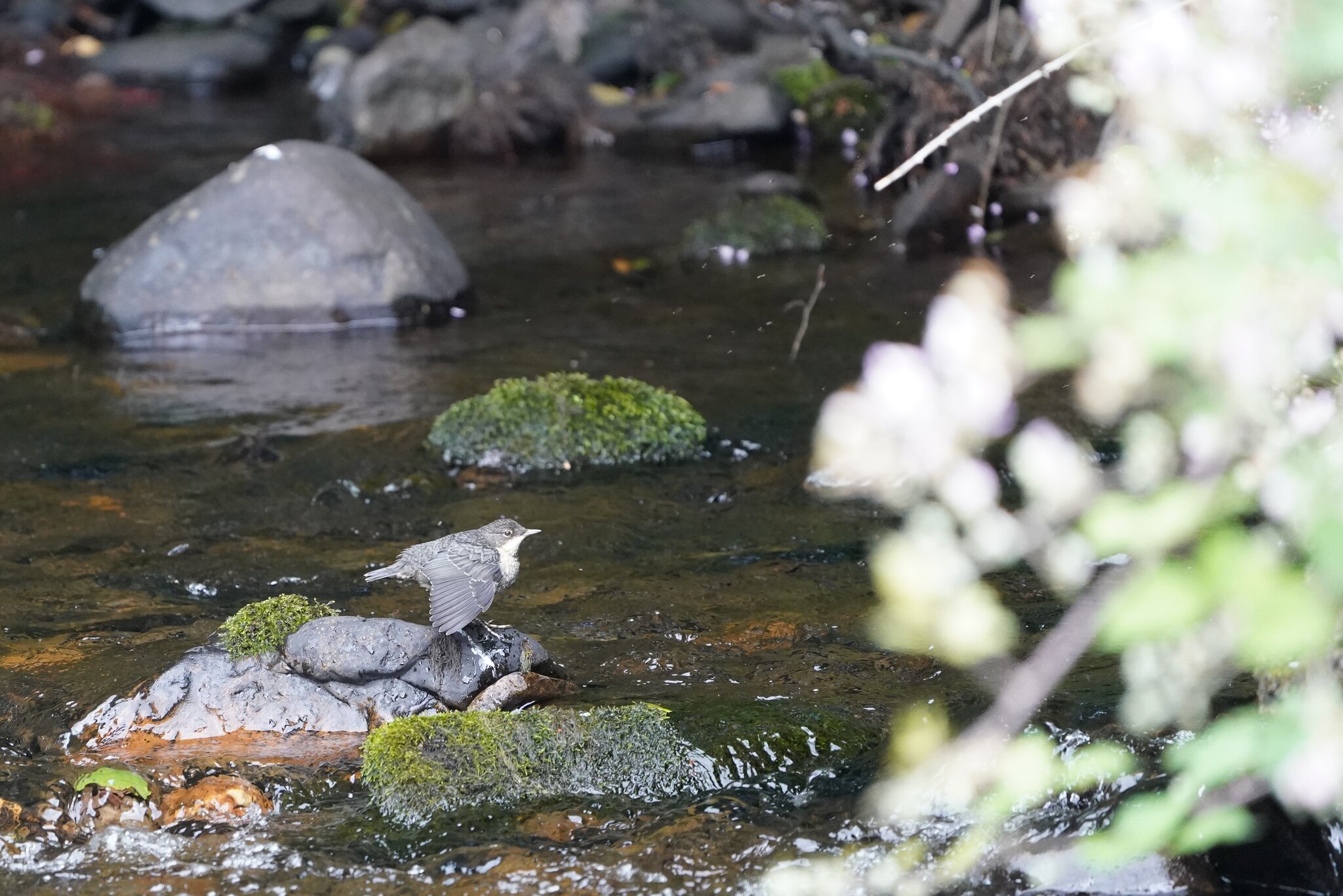 Juvenile Dipper