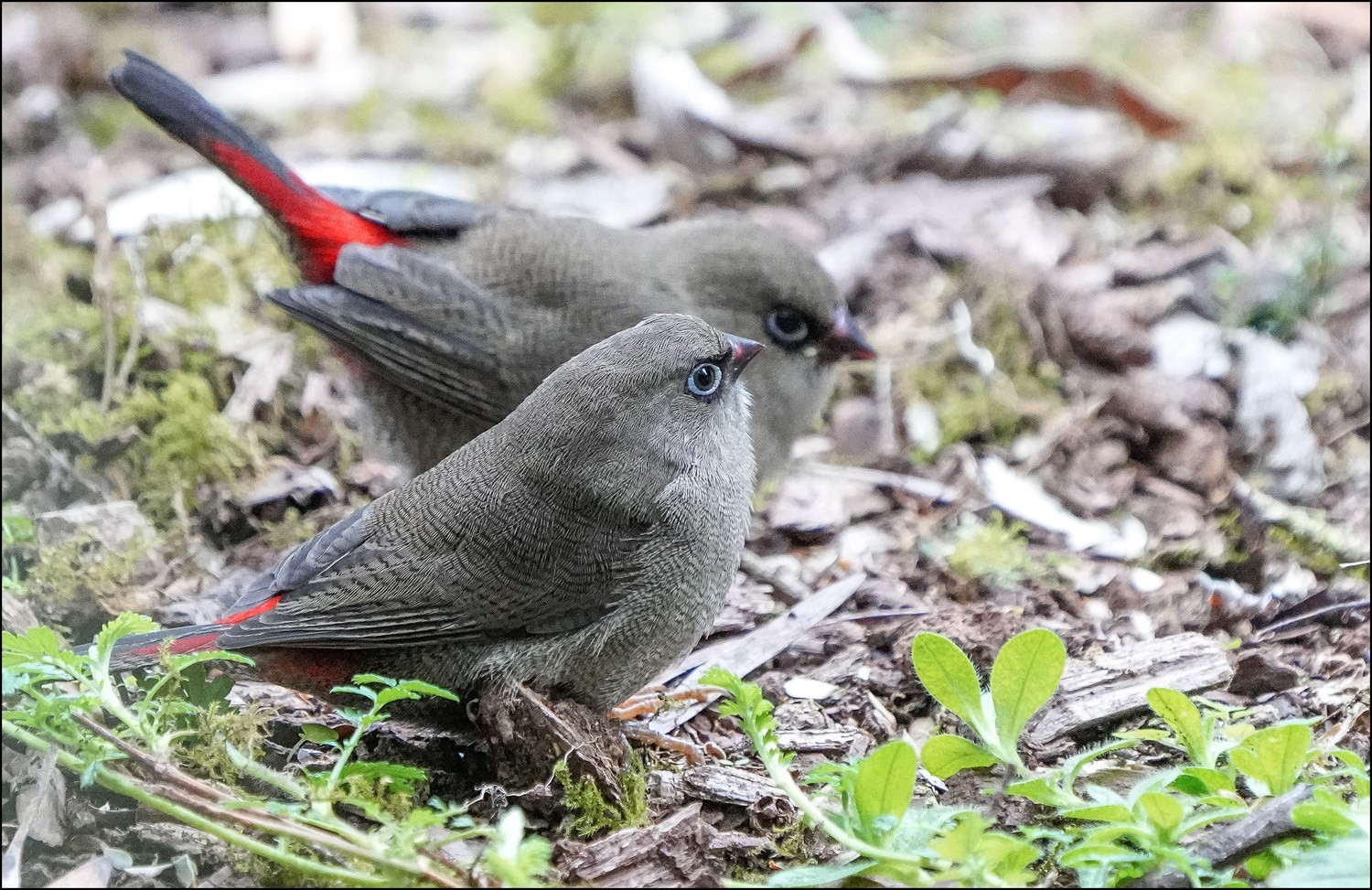 Juvenile firetails 8 r.jpg