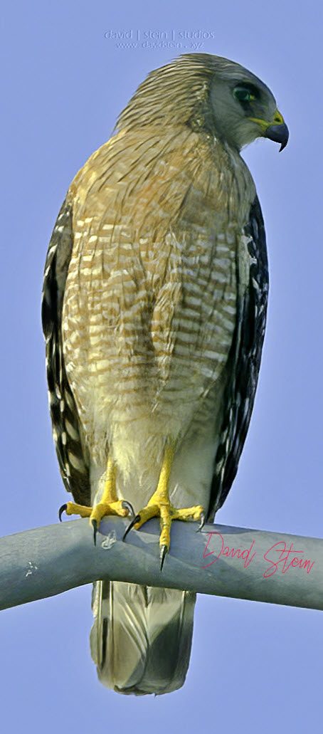 Juvenile red-shouldered hawk