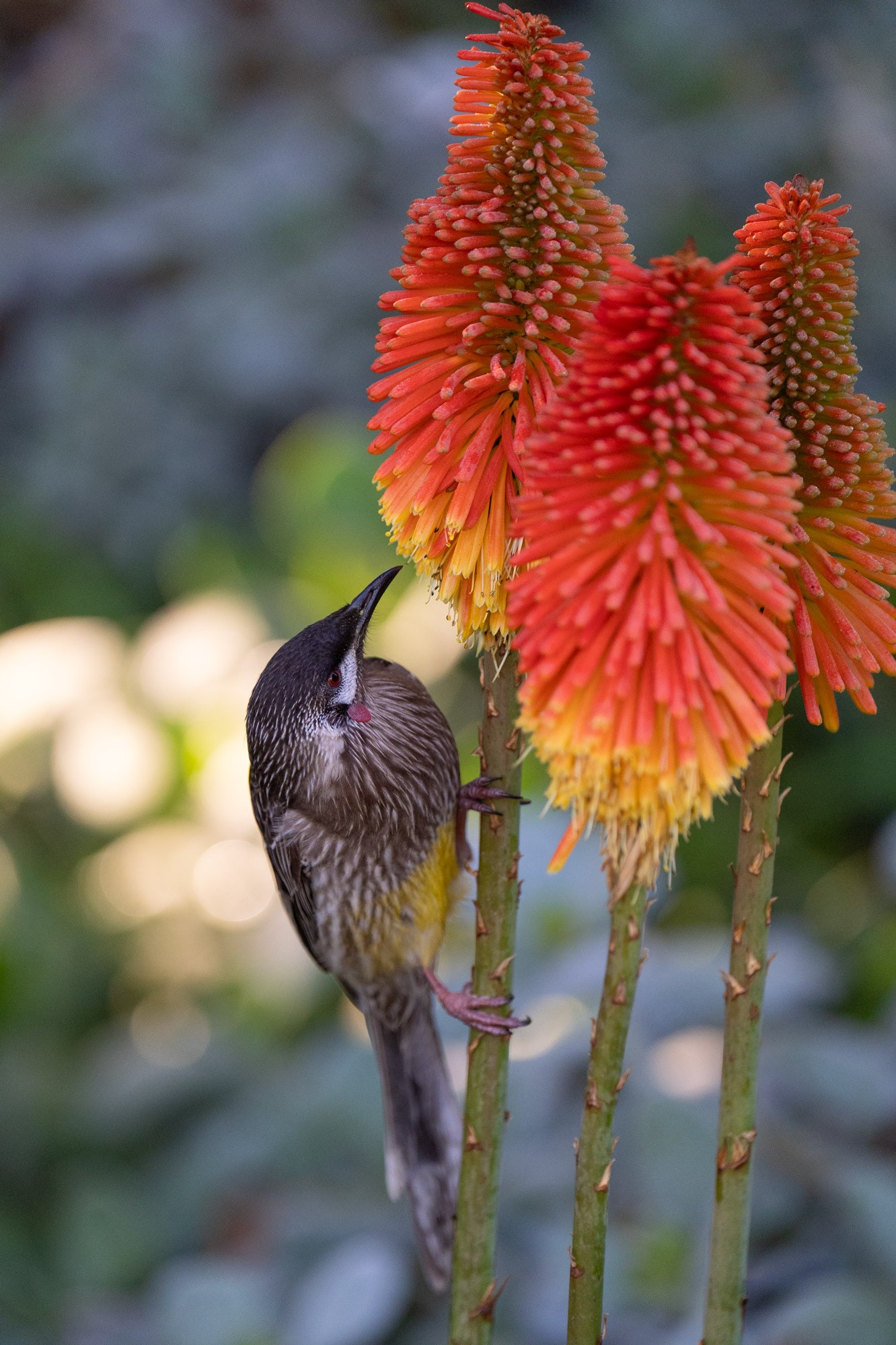 JuvenileRedWattleBird.jpg