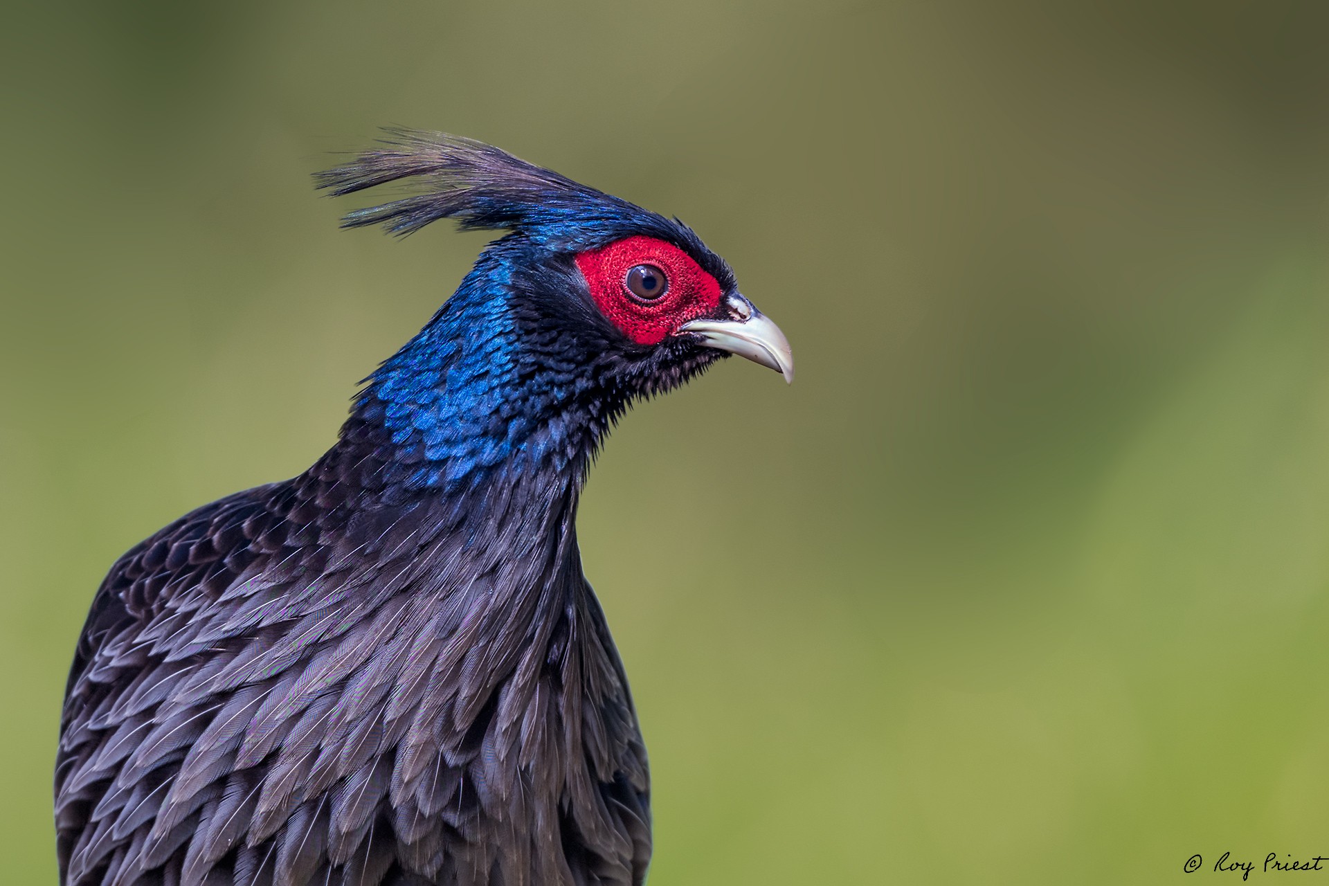 Kalij-Pheasant_RP12021-Edit.jpg