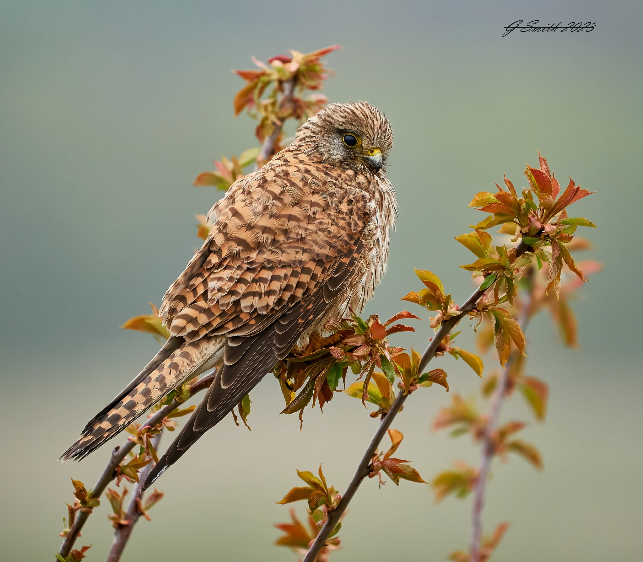 kestrel 2023 170.jpg