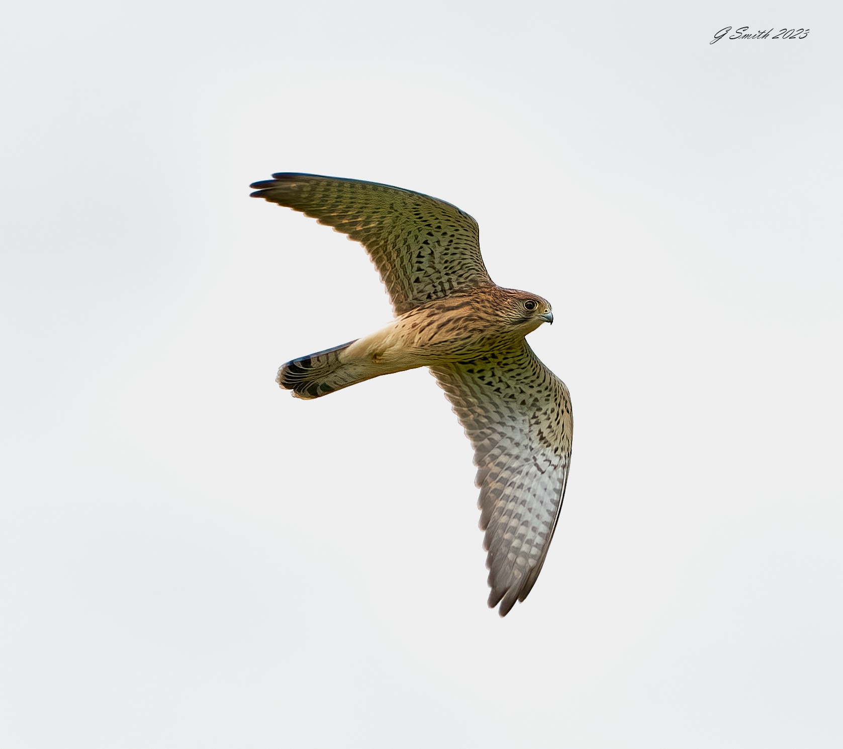 kestrel 2023 419.jpg