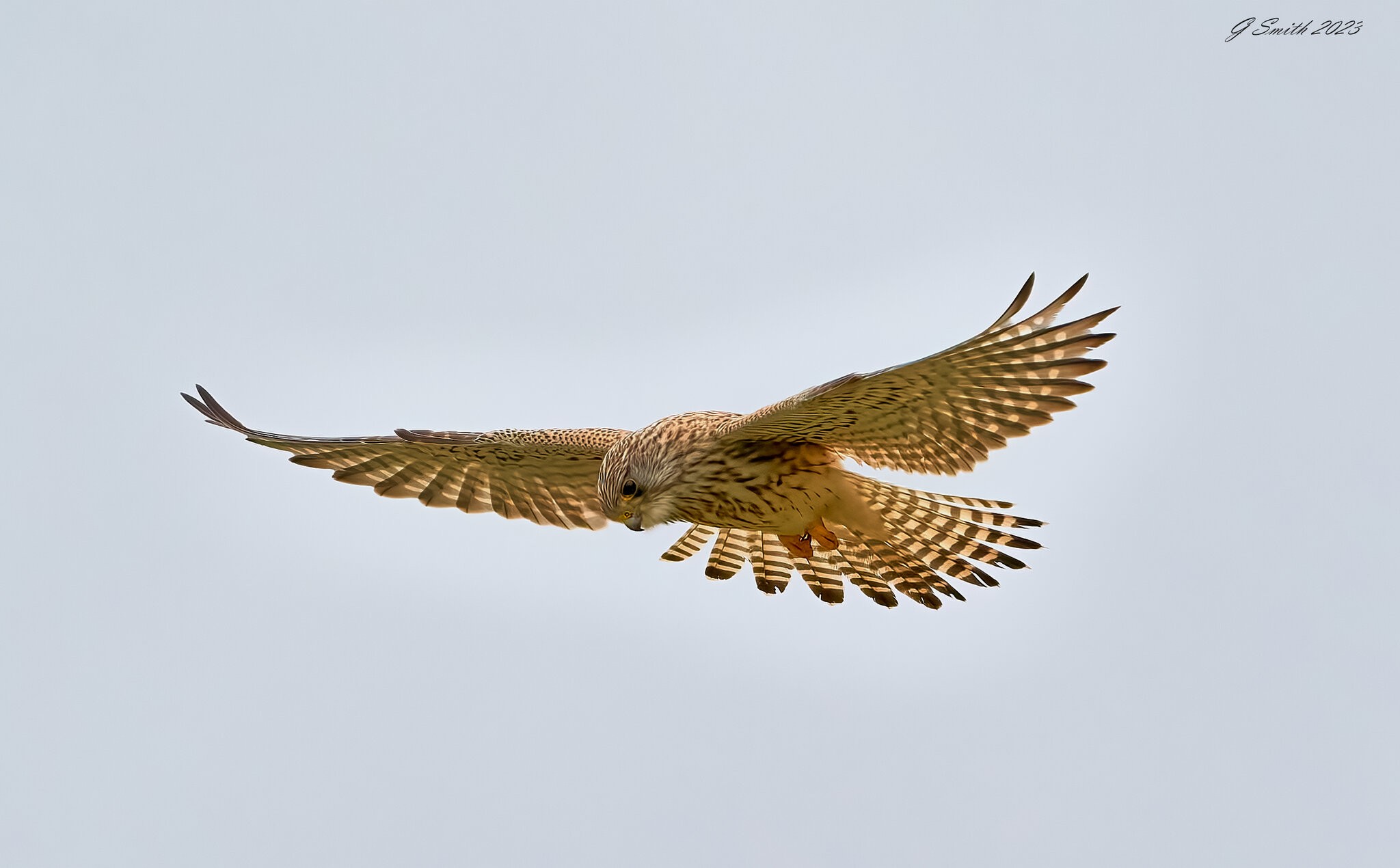 kestrel 2023 542.jpg