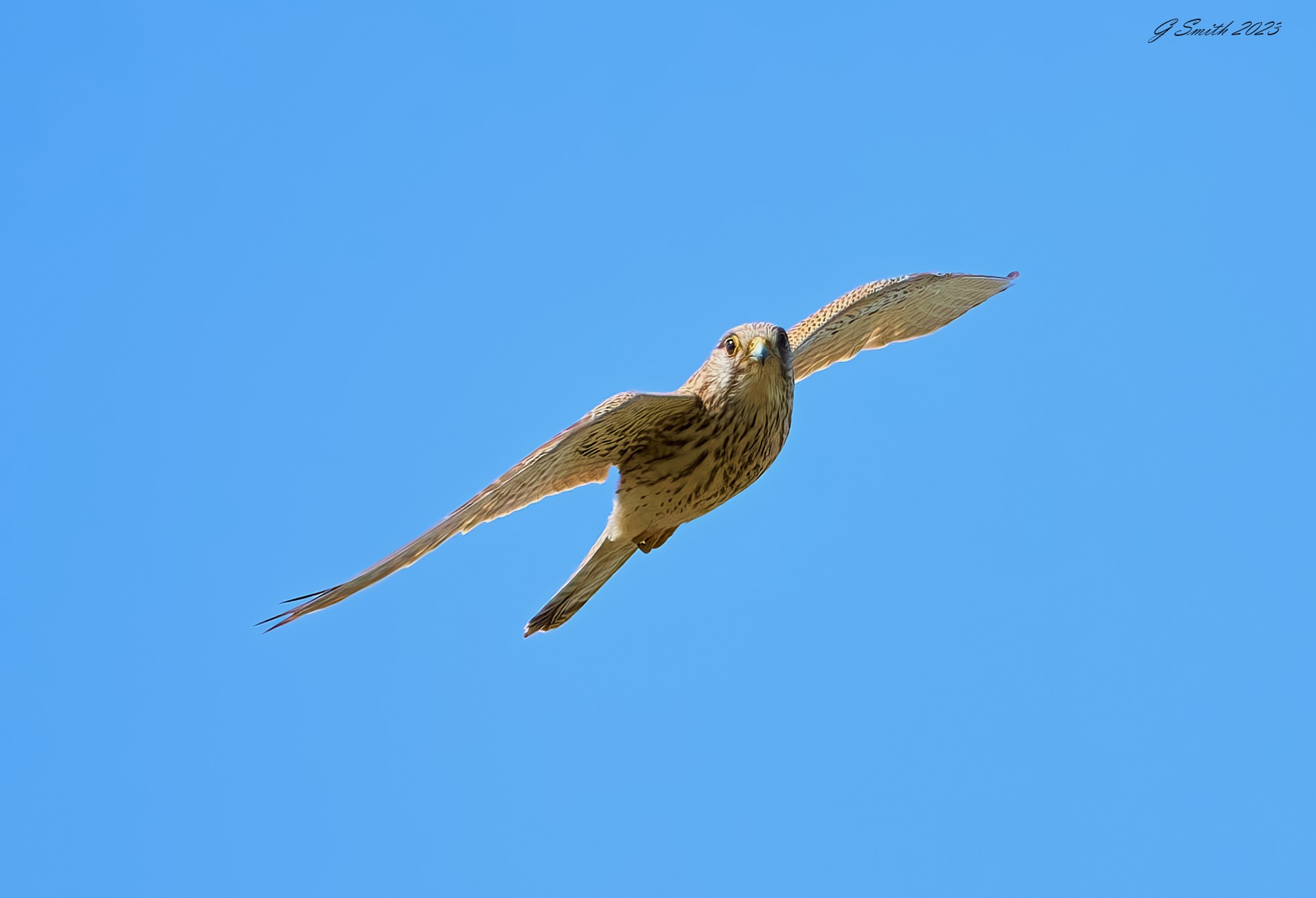 kestrel 2023 548.jpg