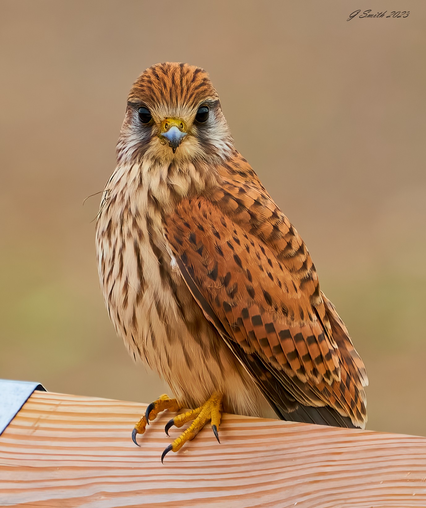 kestrel 2023 648.jpg