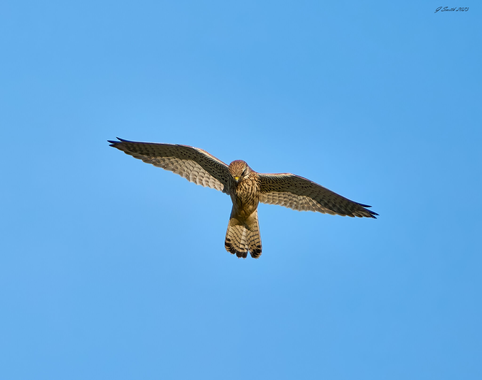 kestrel 2023 657.jpg