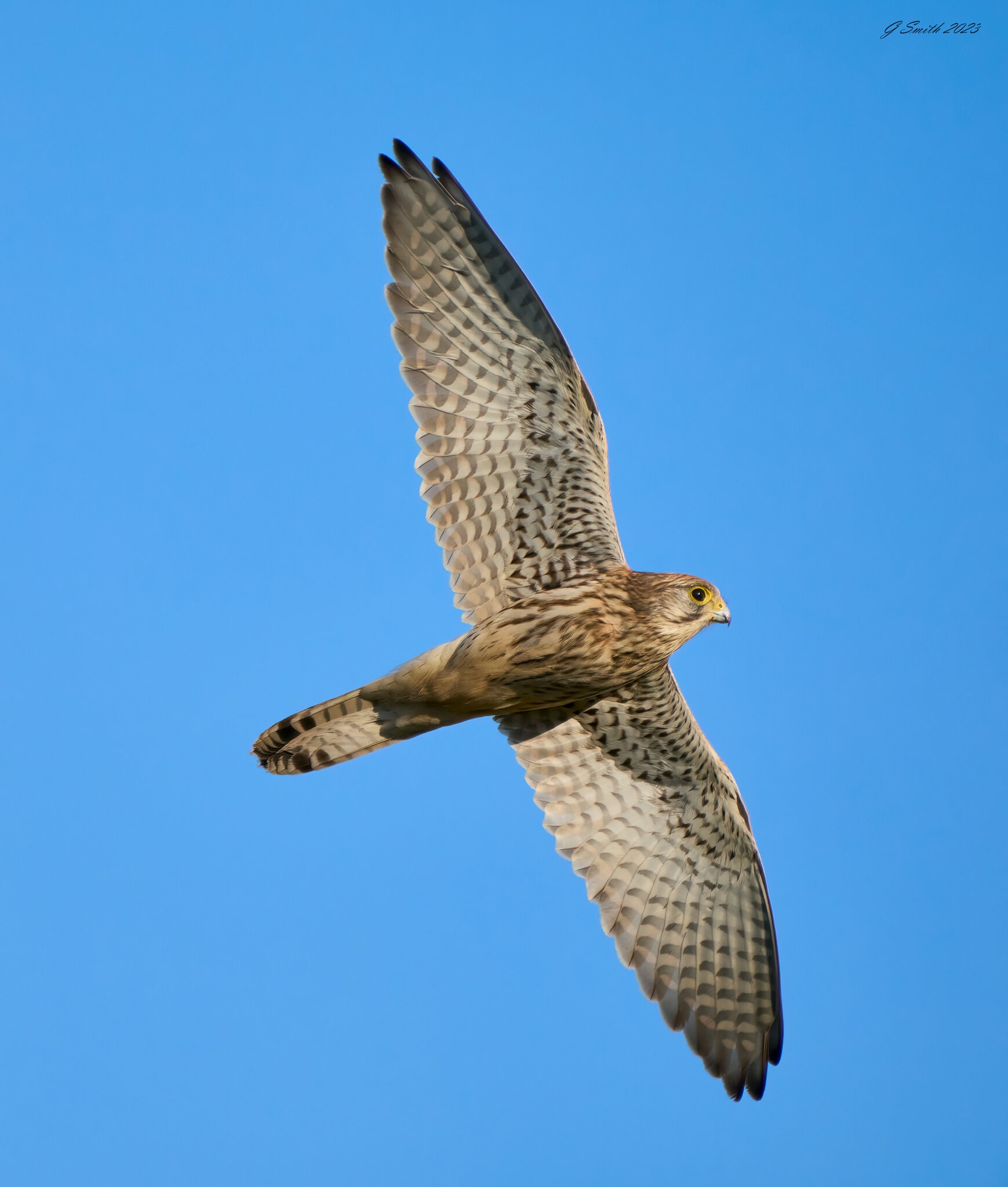 kestrel 2023 658.jpg