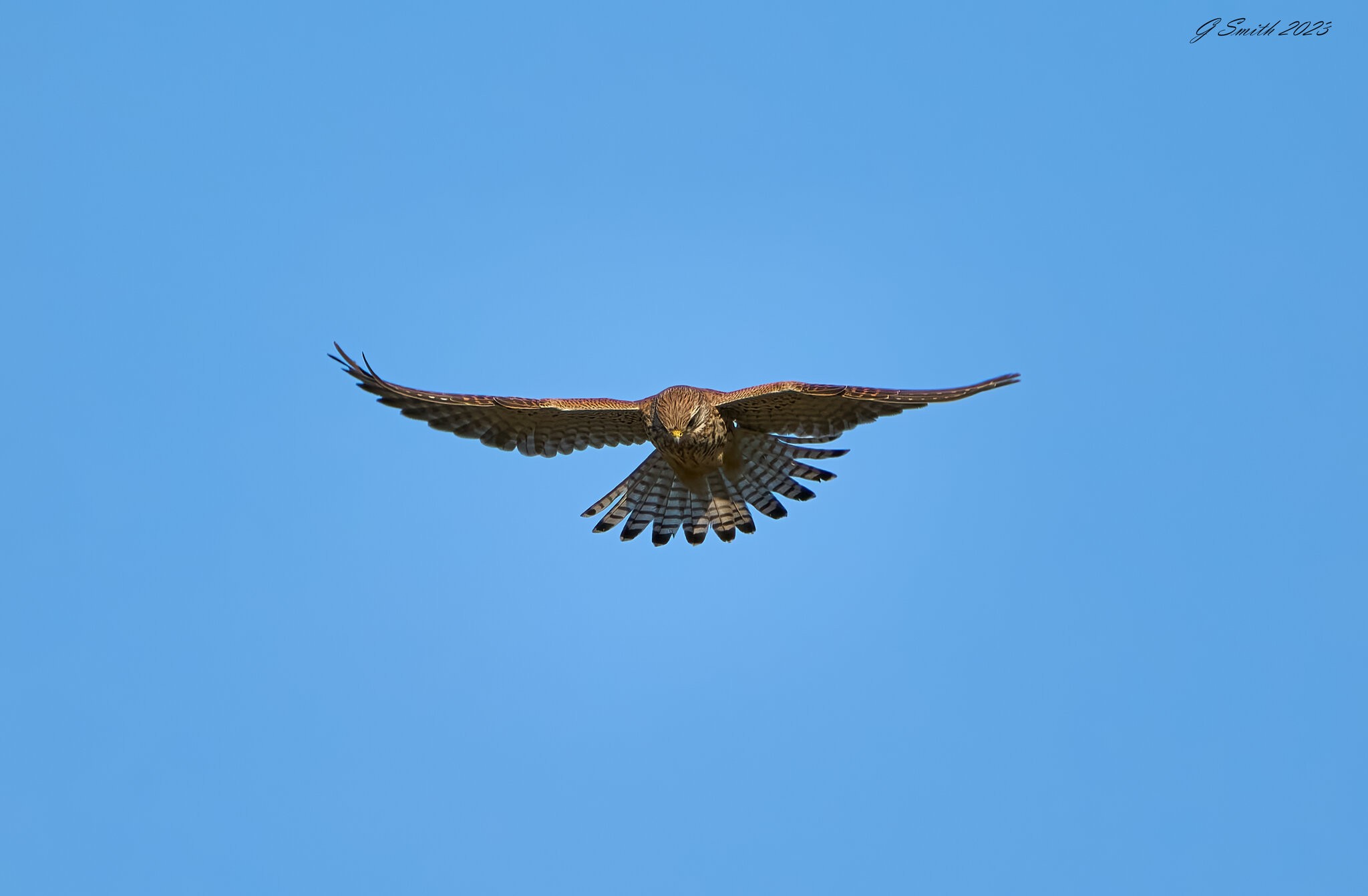 kestrel 2023 659.jpg