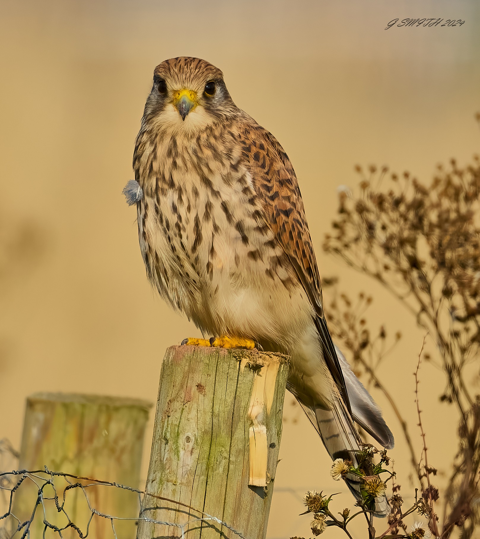 kestrel 2024 77.jpg