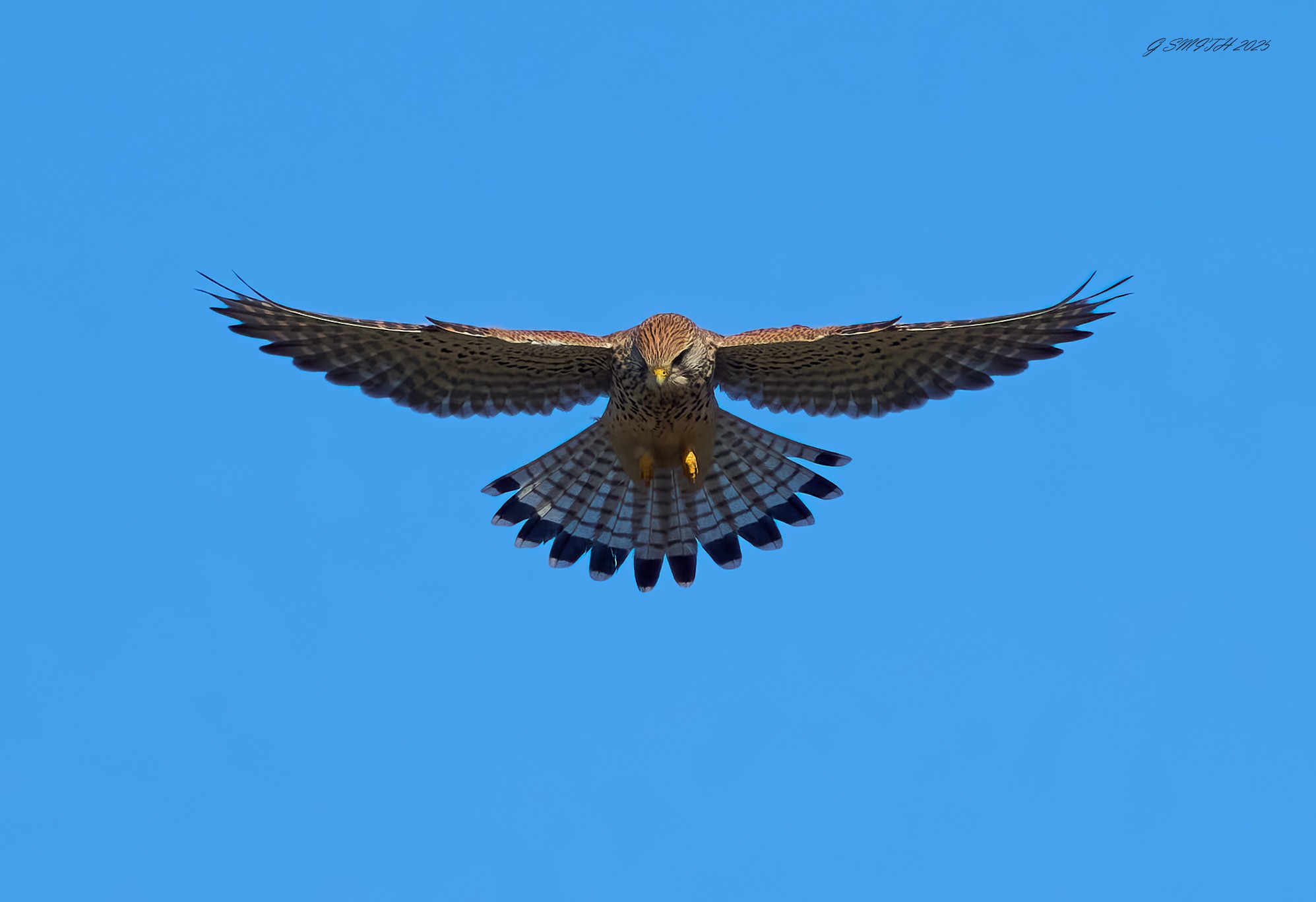 kestrel 2025 21.jpg