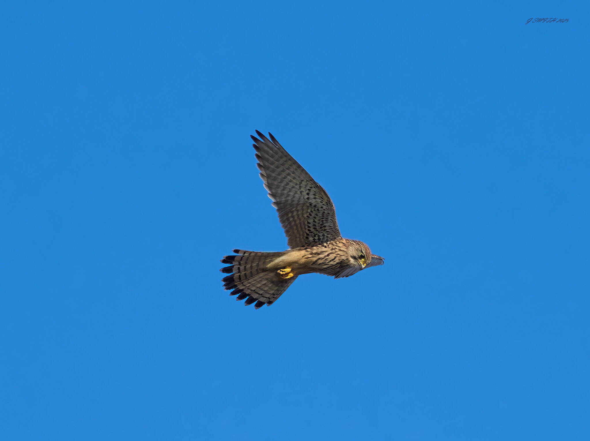 kestrel 2025 89.jpg