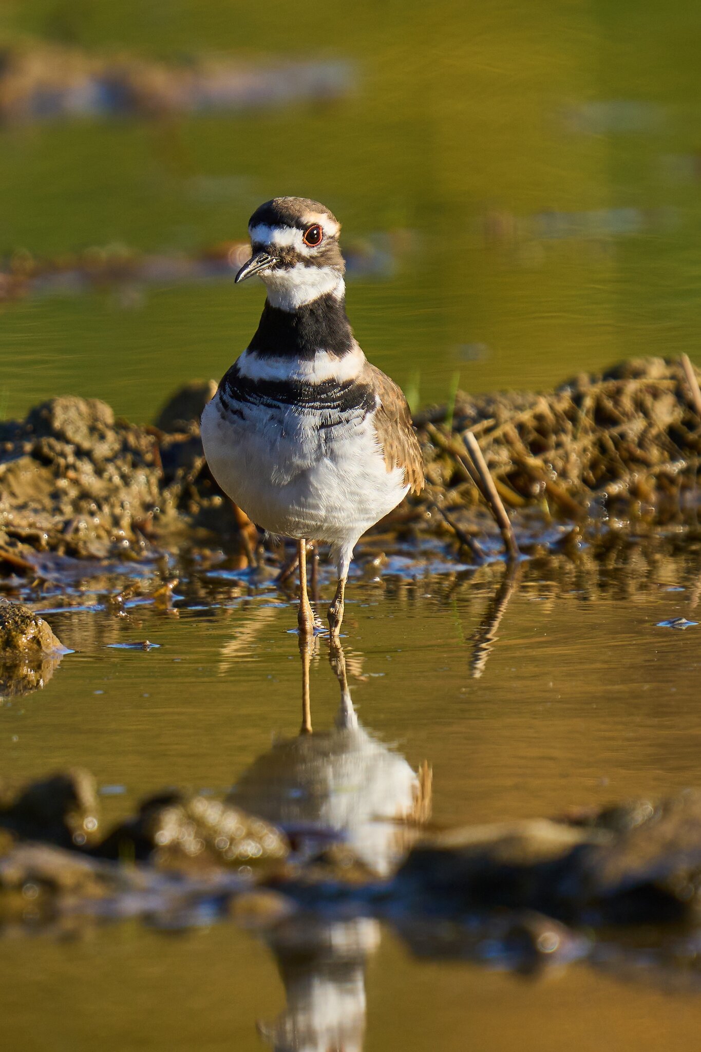 Killdeer - Home - 10242023 - 01- DN.jpg