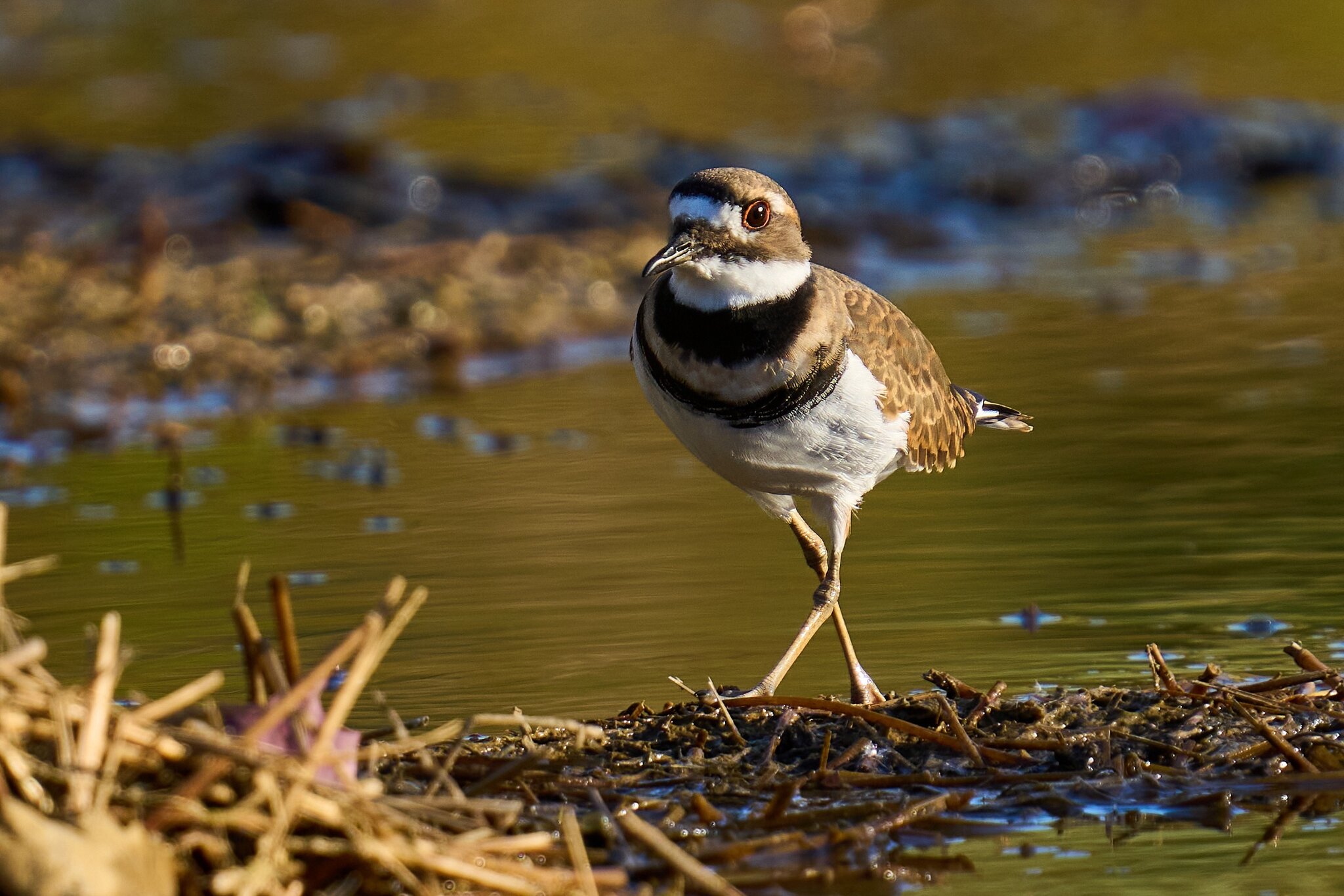 Killdeer - Home - 10242023 - 04- DN.jpg