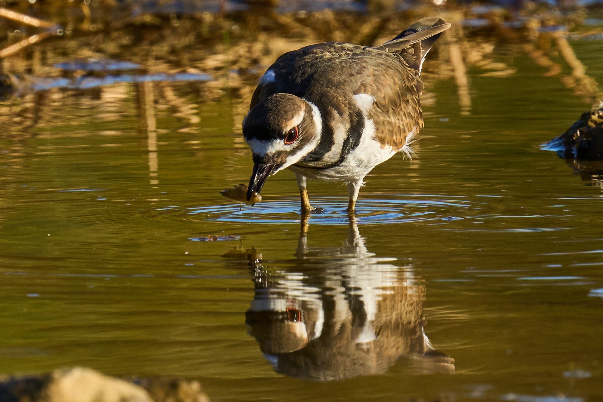 Killdeer - Home - 10242023 - 06- DN.jpg