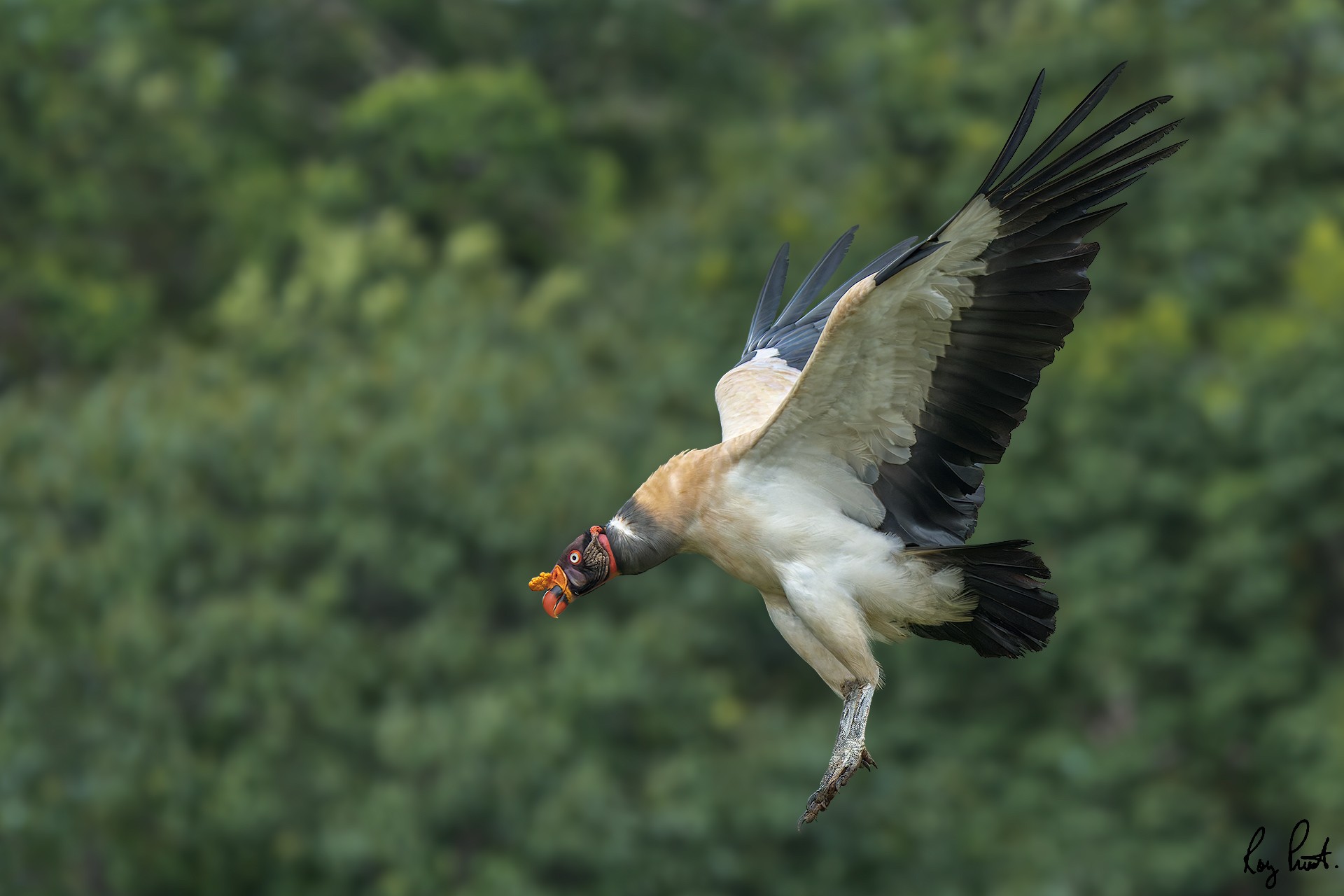 King-Vulture-20207-ARW.jpg