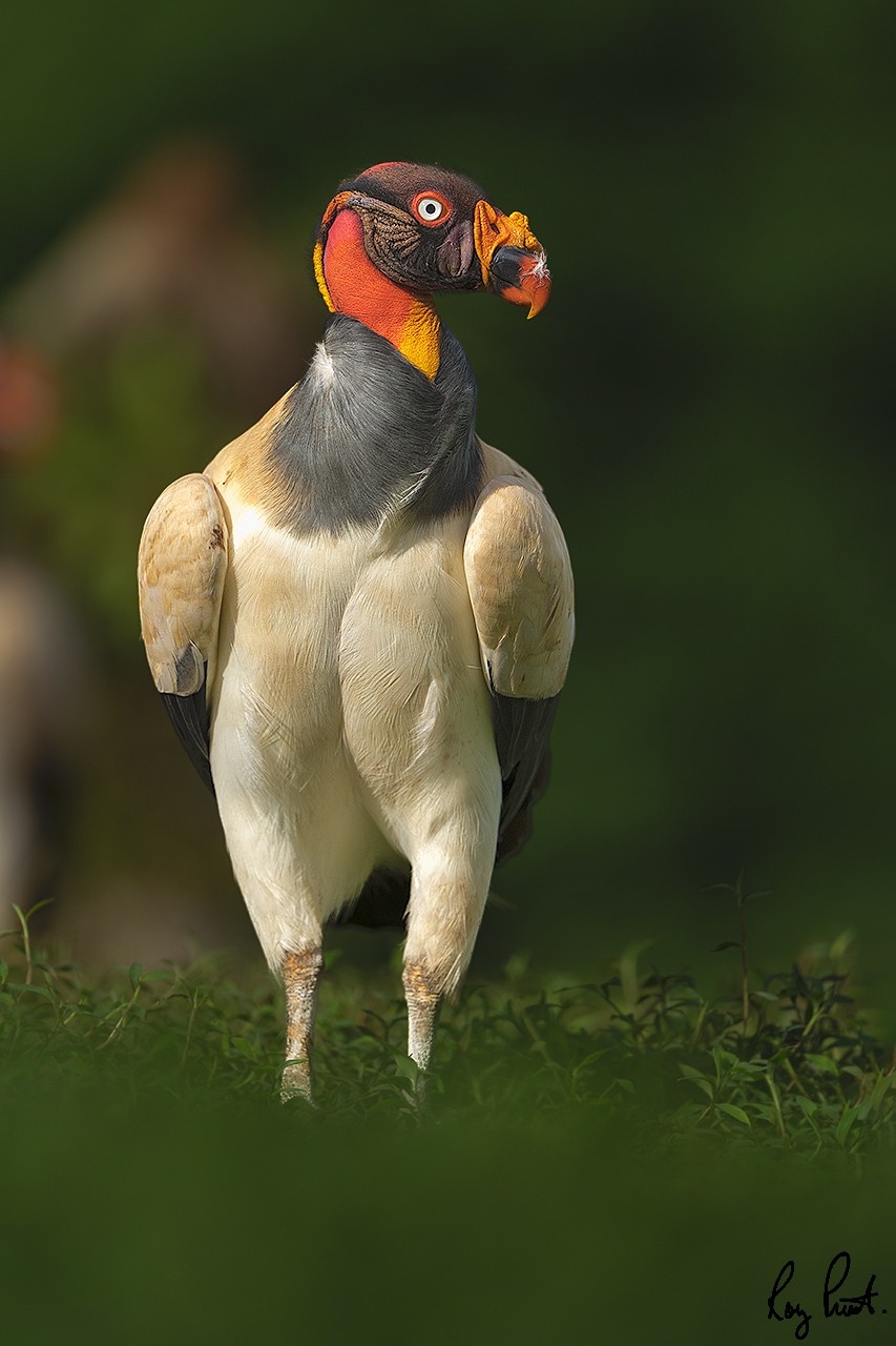 King-Vulture-22610.jpg