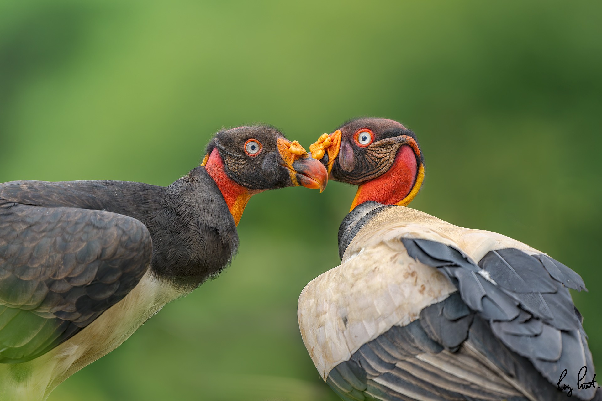 King-Vulture-24078-ARW.jpg