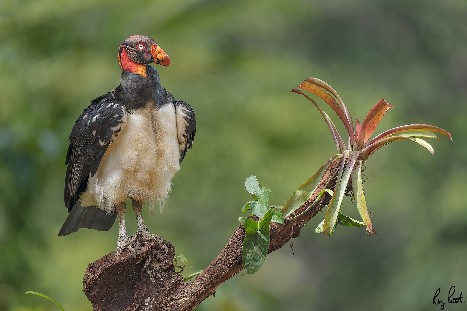 King-Vulture-24725-ARW.jpg