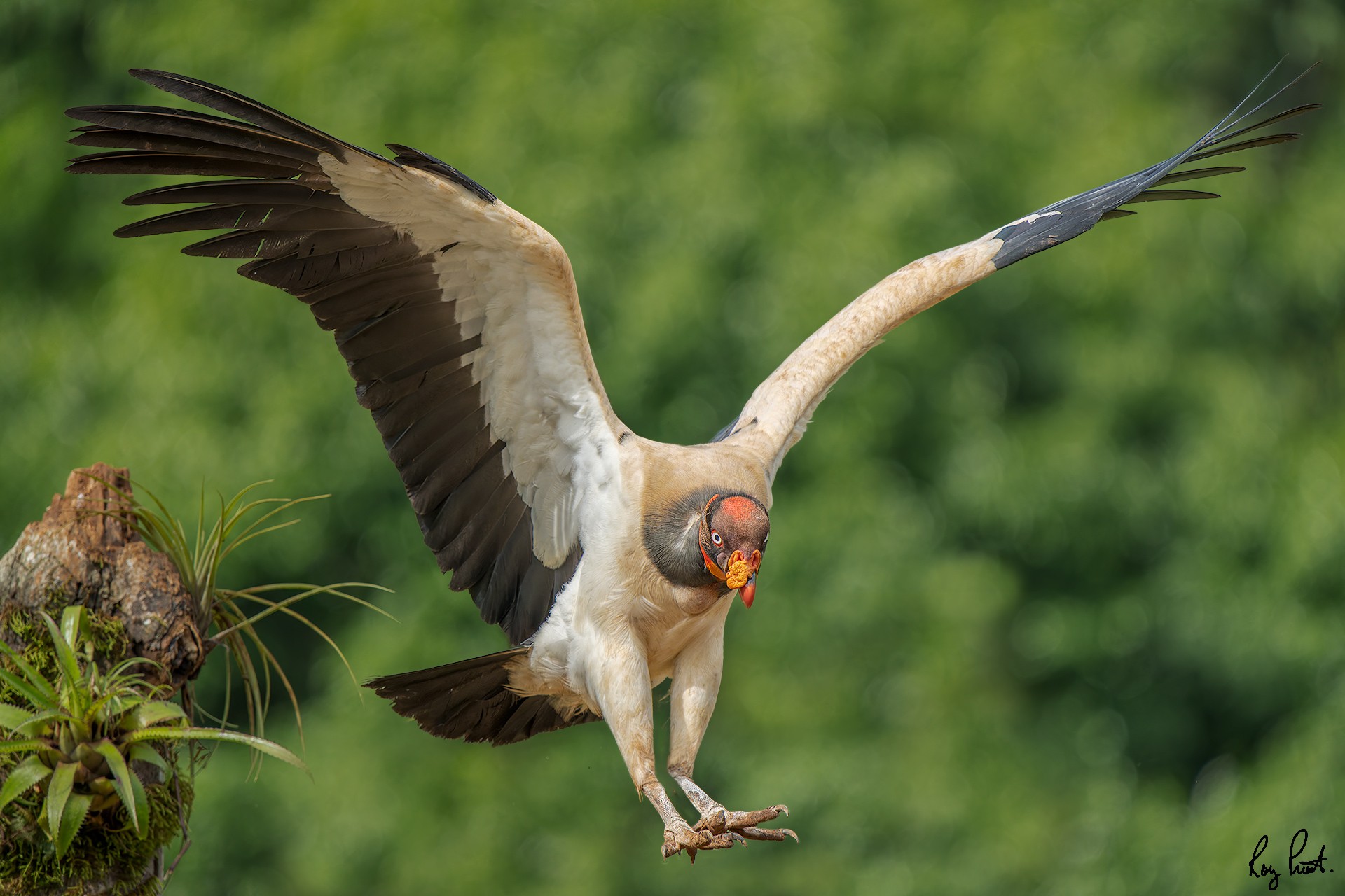 King-Vulture-29803-ARW.jpg