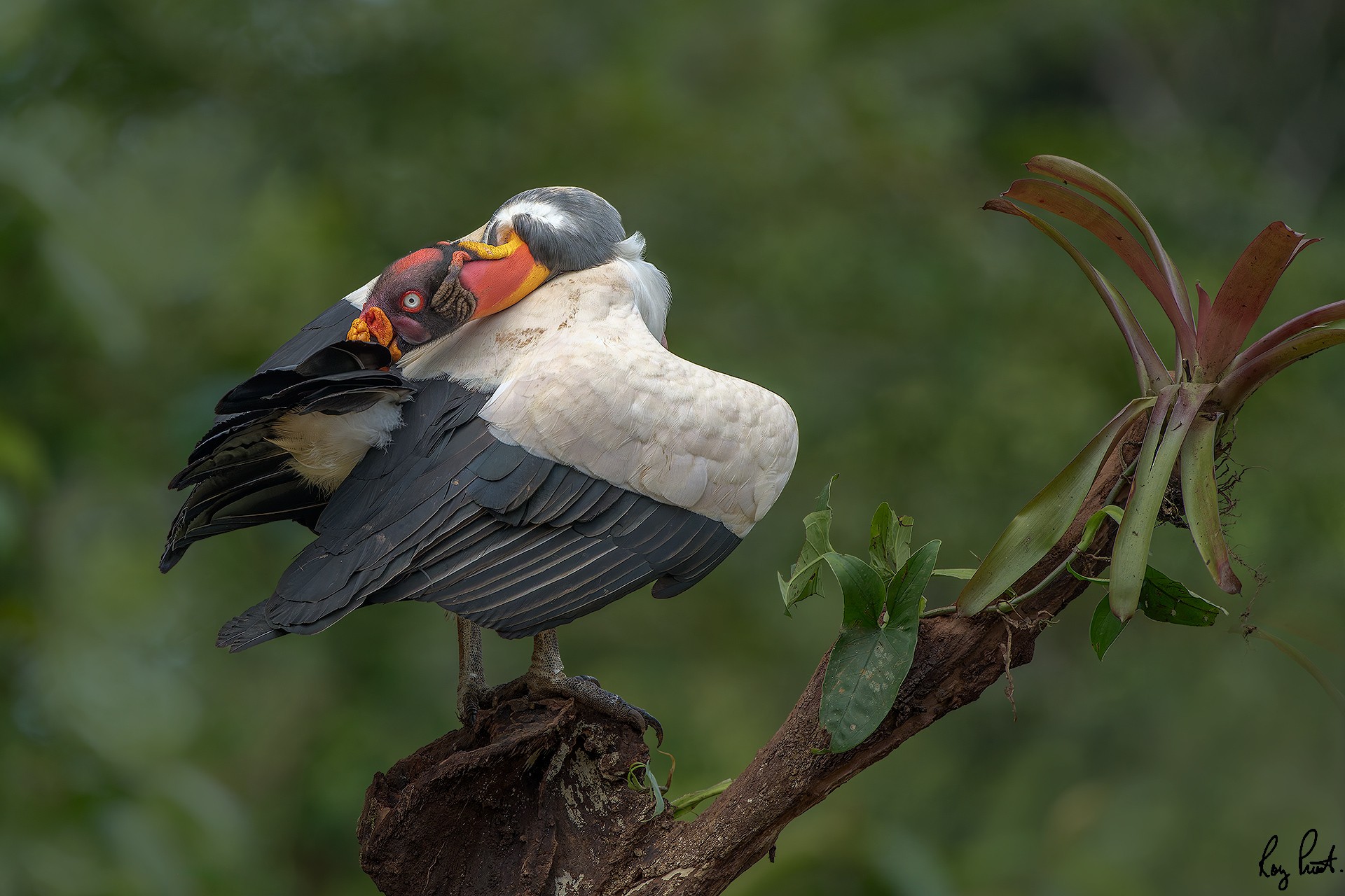 King-Vulture-29951-ARW.jpg