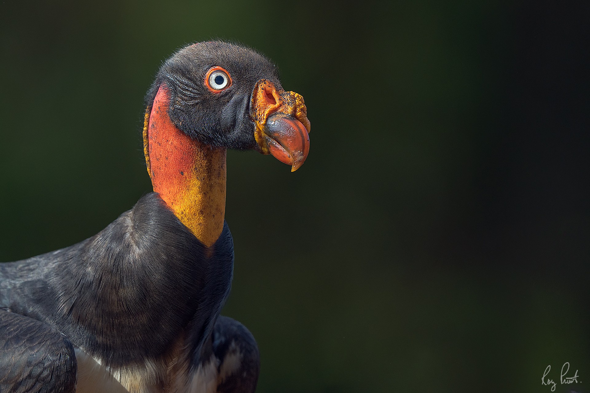 King-Vulture_RP22495-Edit.jpg