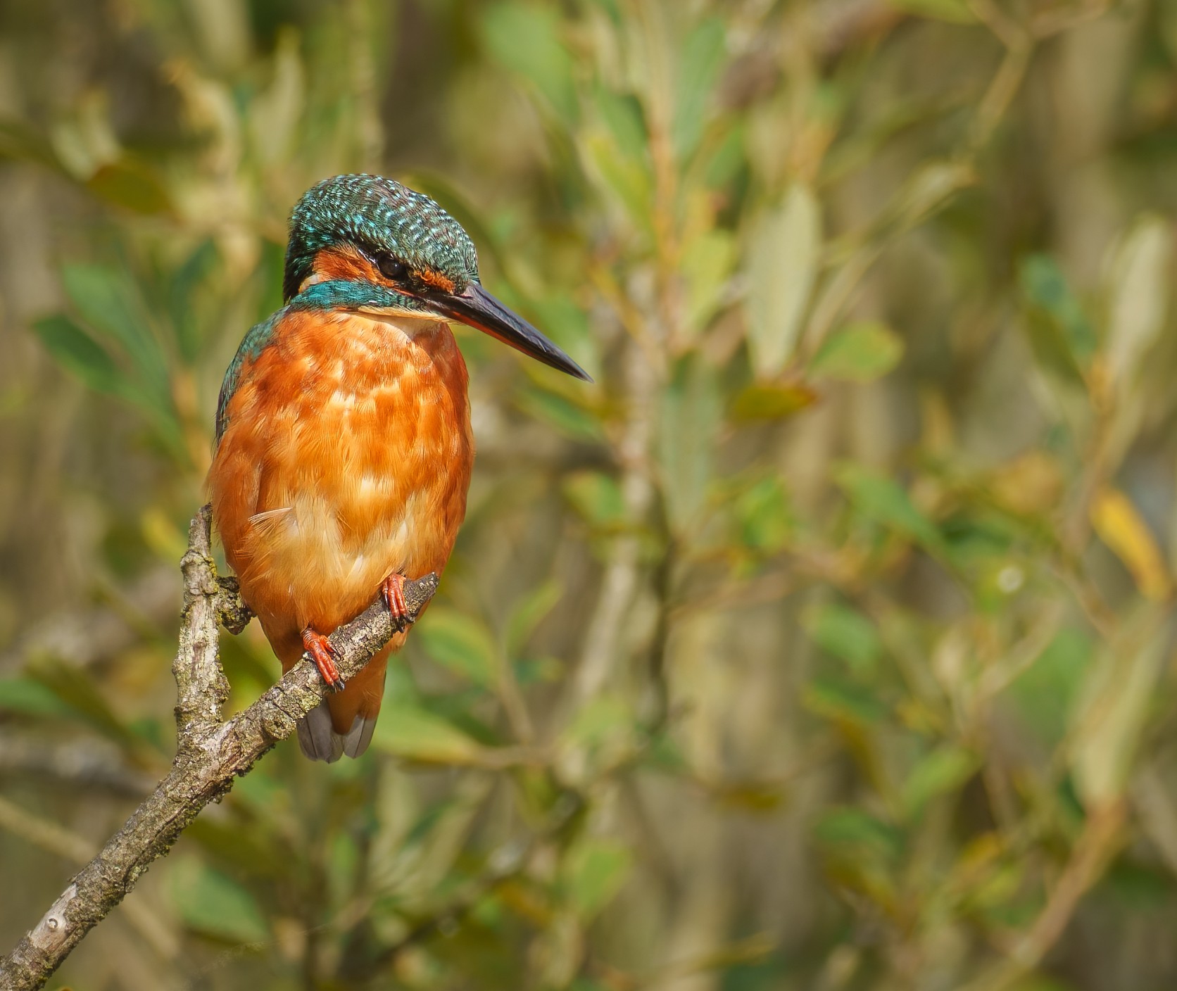 Kingfisher (1 of 1)-2.jpg