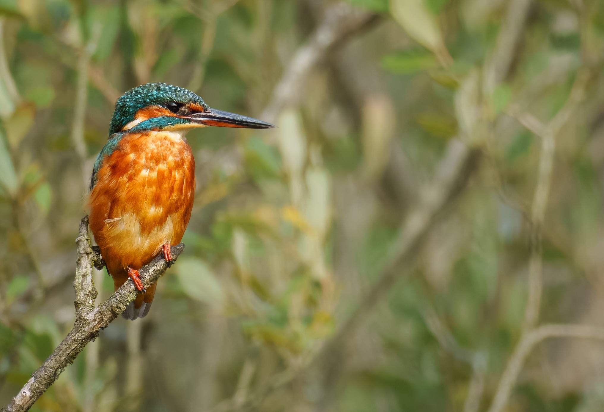 Kingfisher (1 of 1)-3.jpg