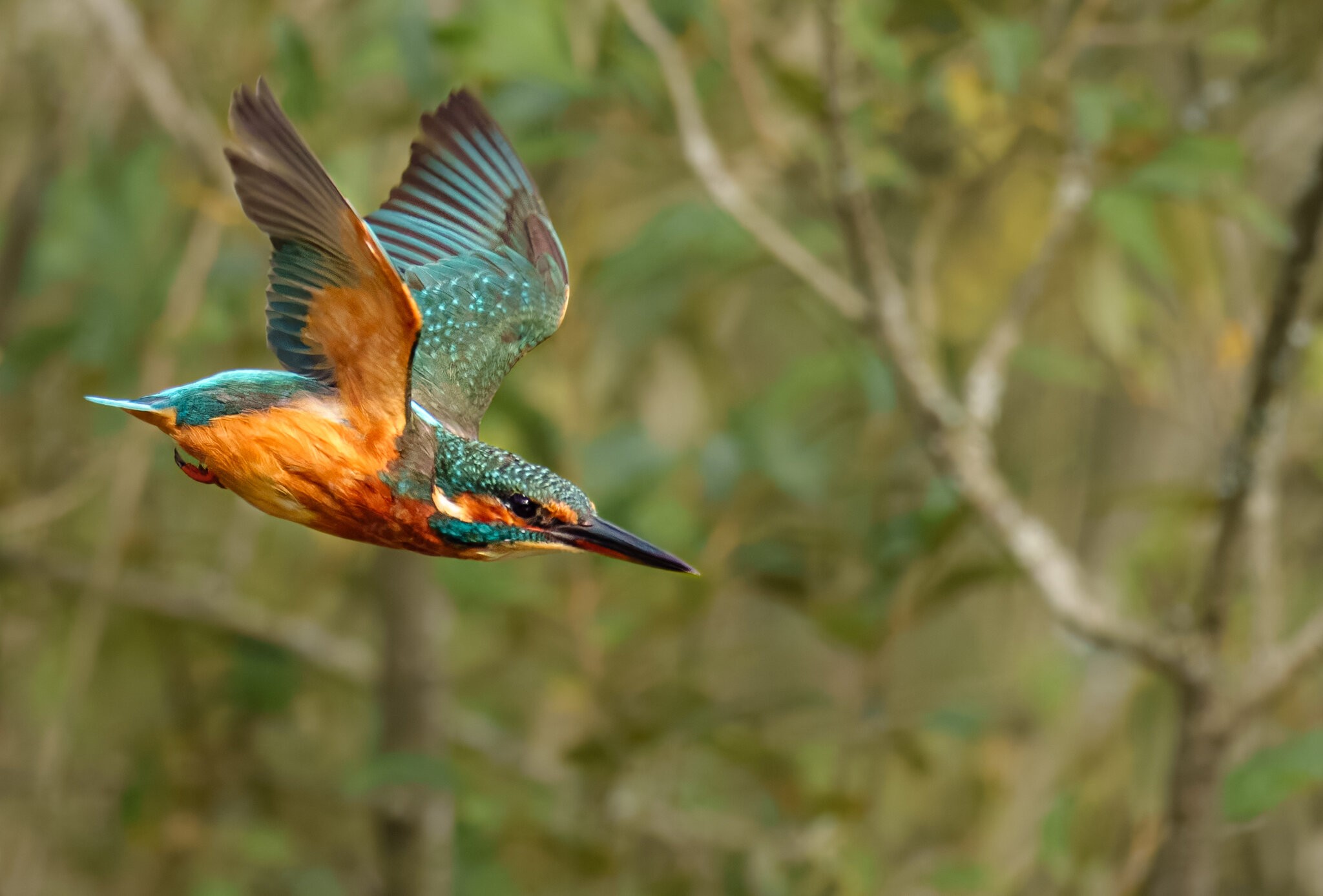 kingfisher (1 of 1)-4.jpg