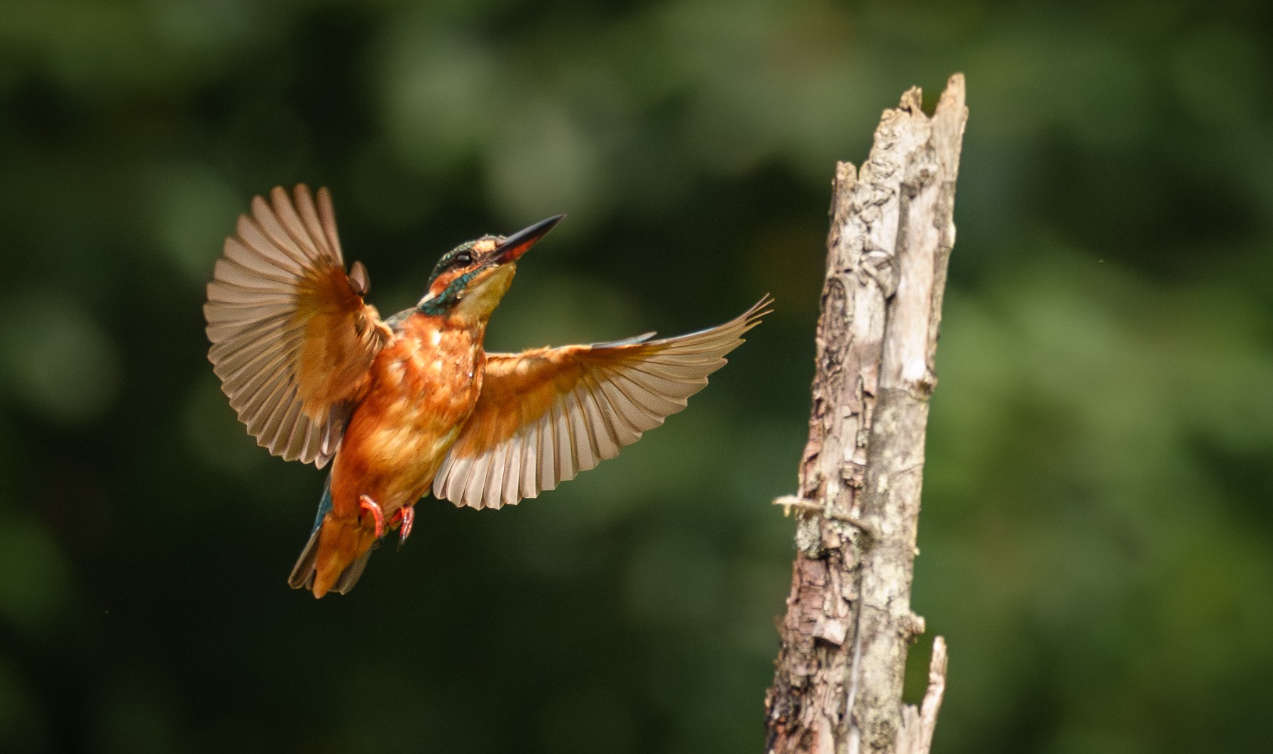 Kingfisher (1 of 1)-6.jpg