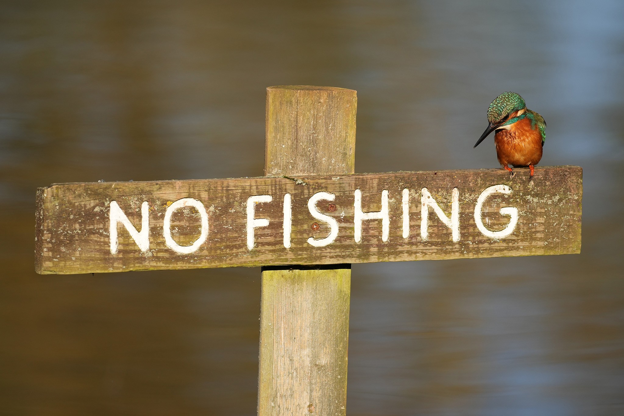 Kingfisher-DSC09981-2048.jpg